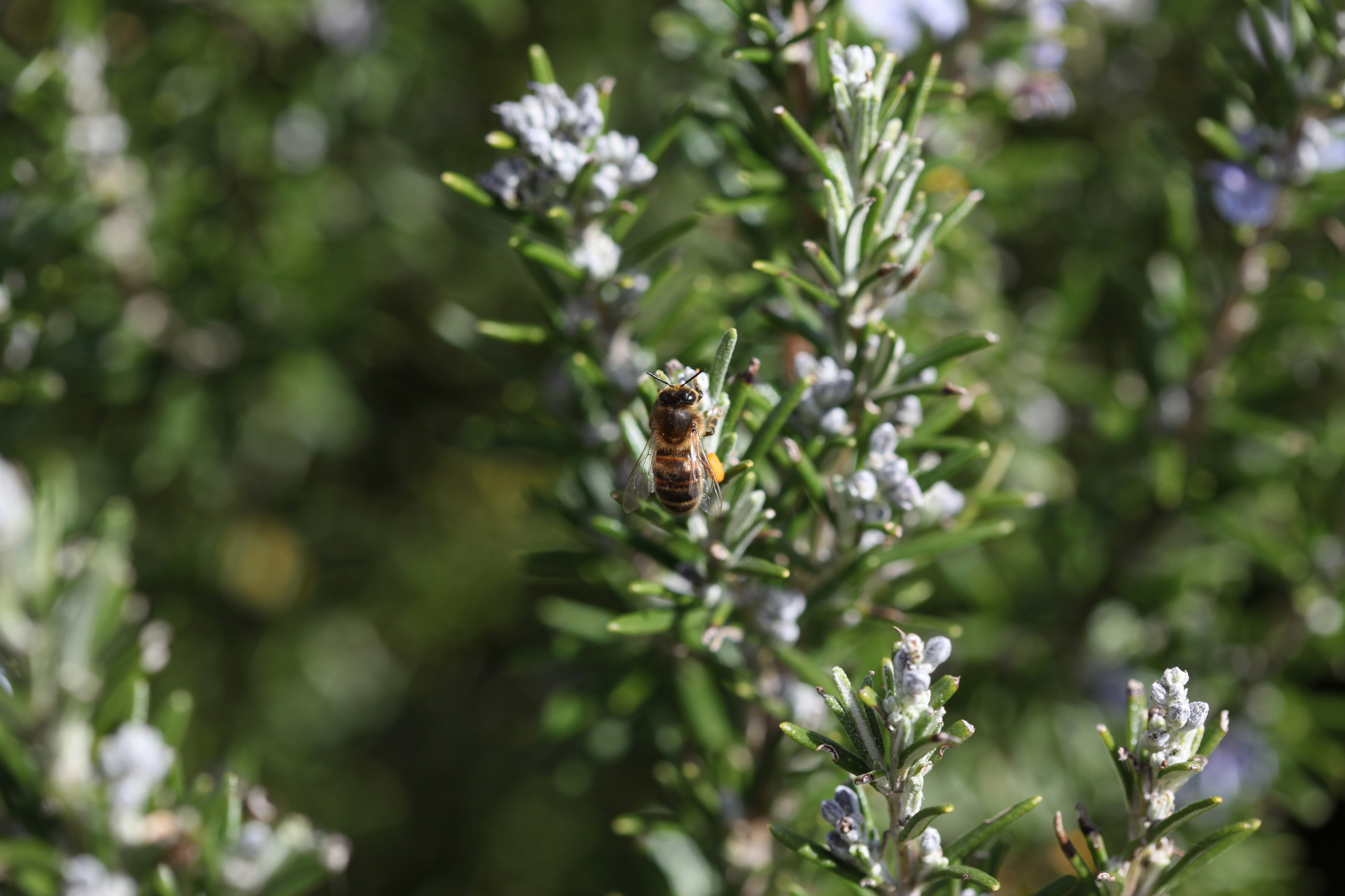 A bee rests on a rosemary plant with small flowers.