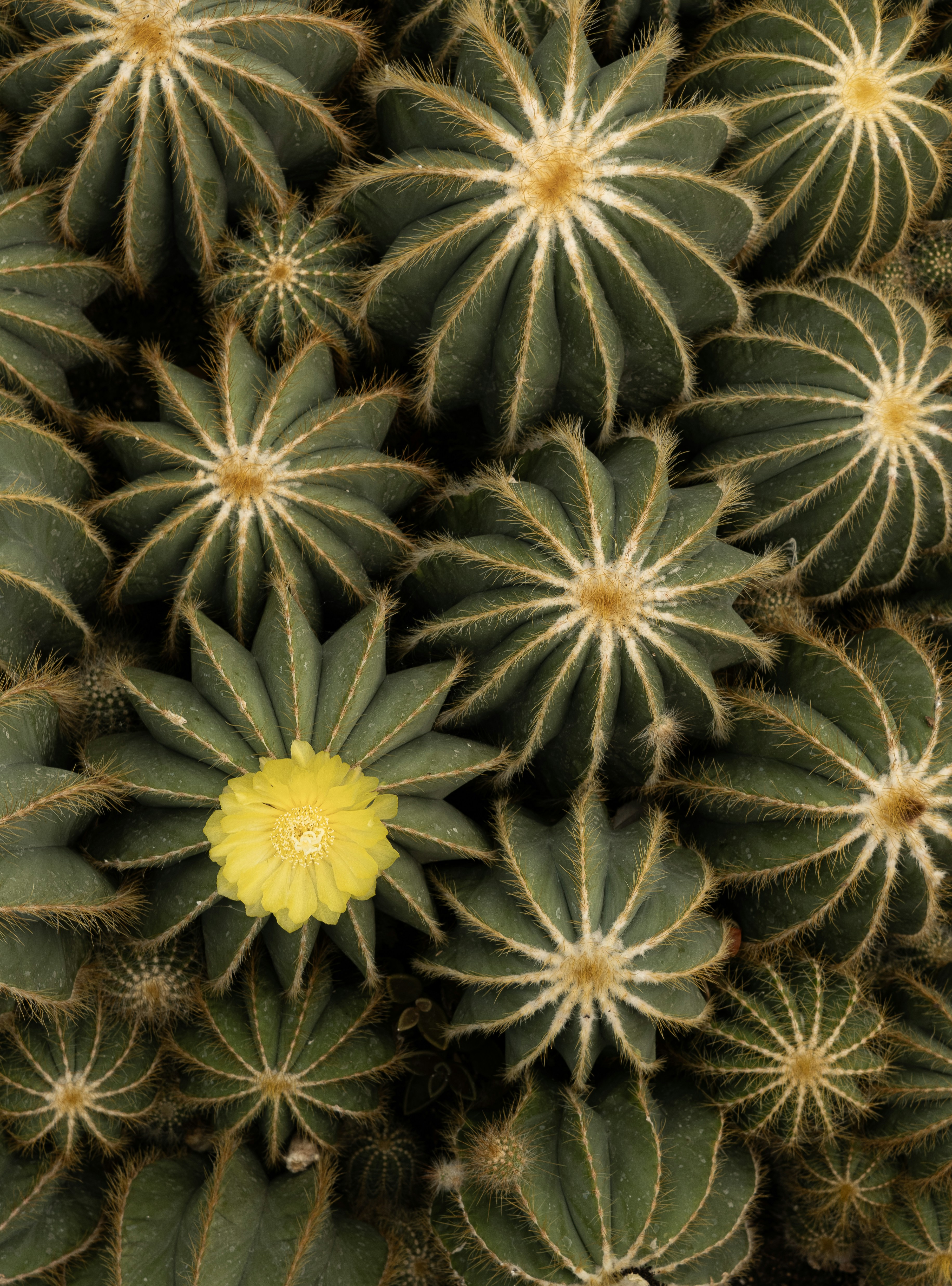 A cluster of barrel cacti with one yellow flower.