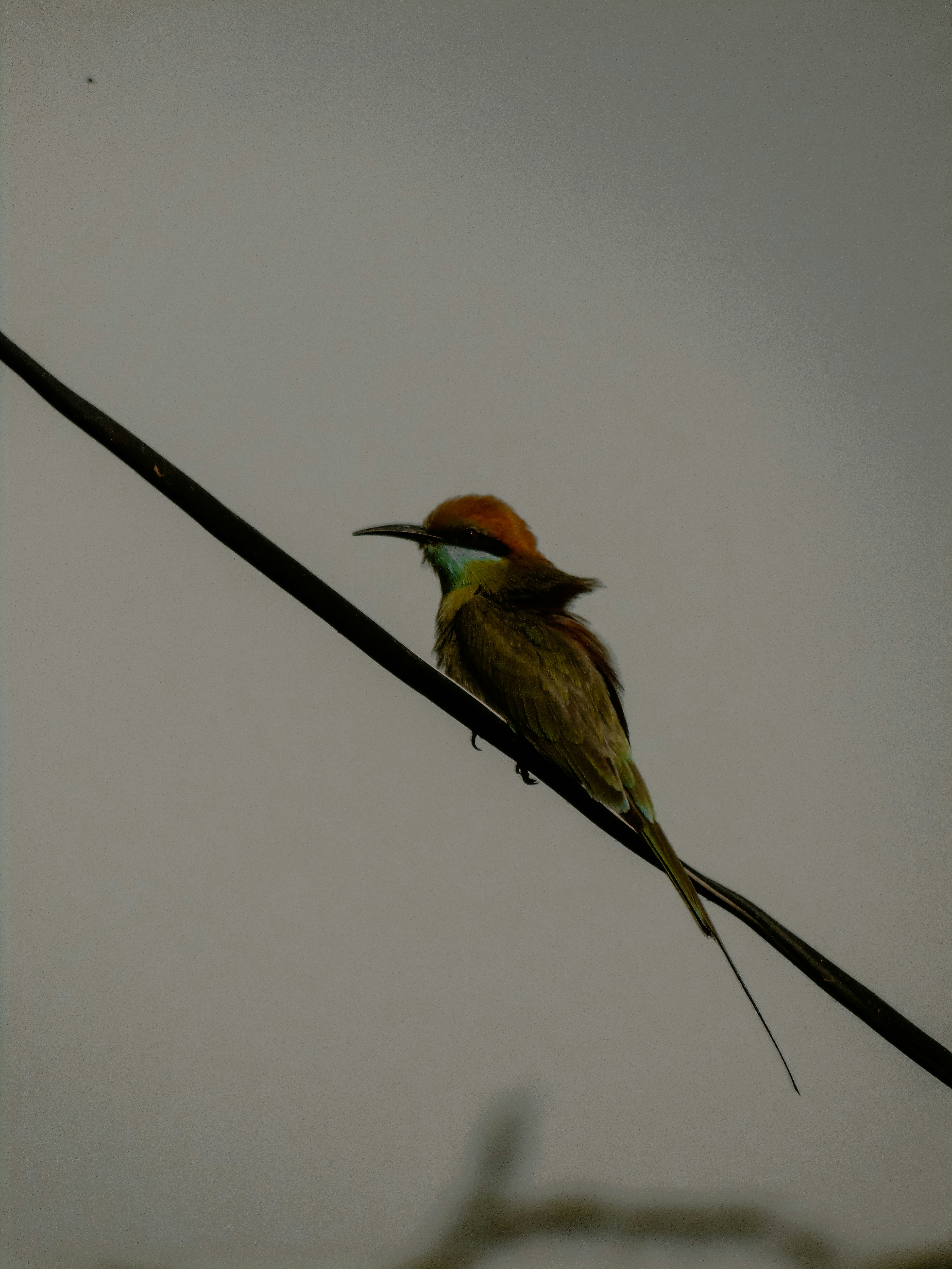 カラフルな鳥がワイヤーに止まっている。
