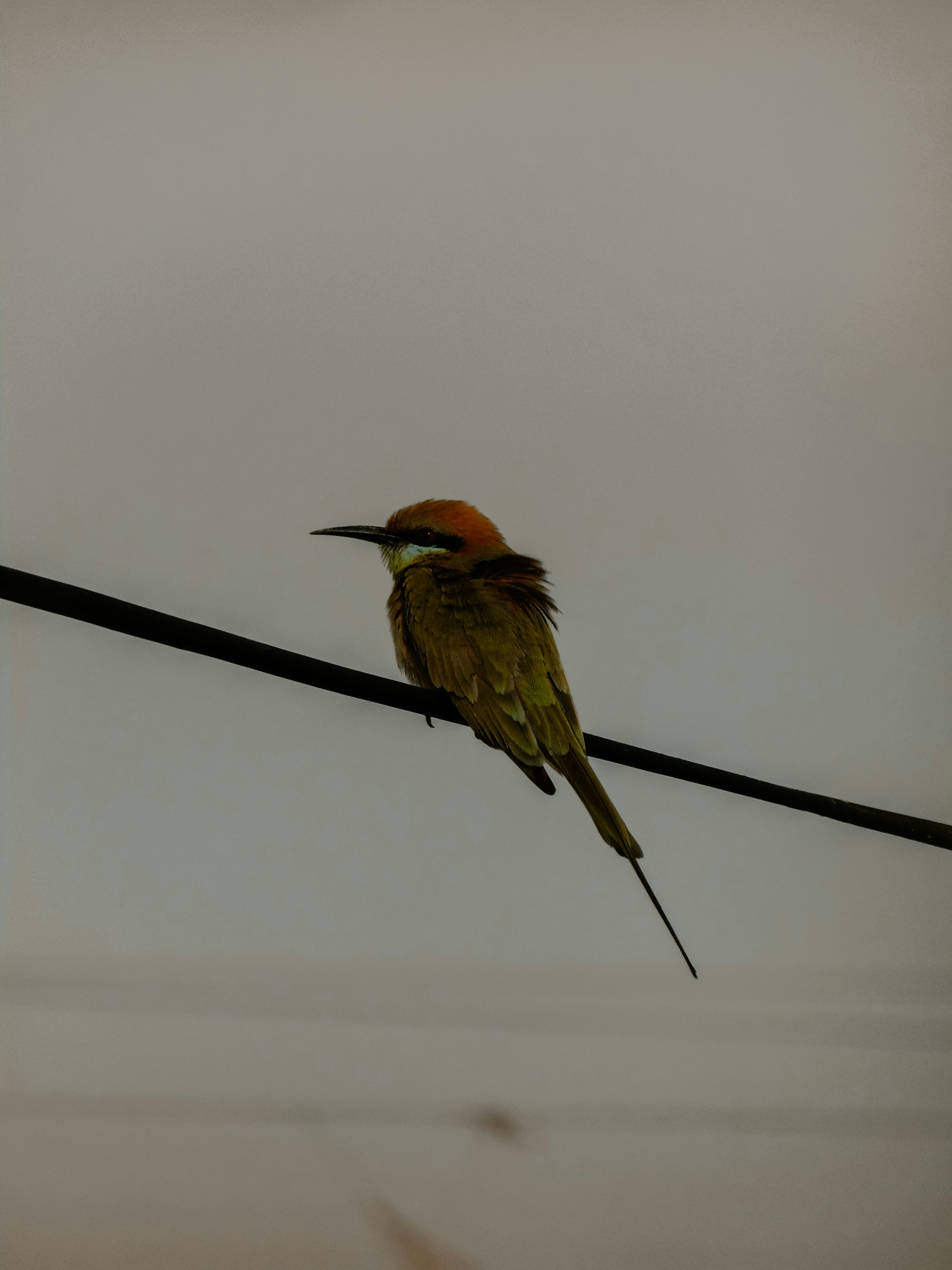 ワイヤーに止まったハチイ鳥