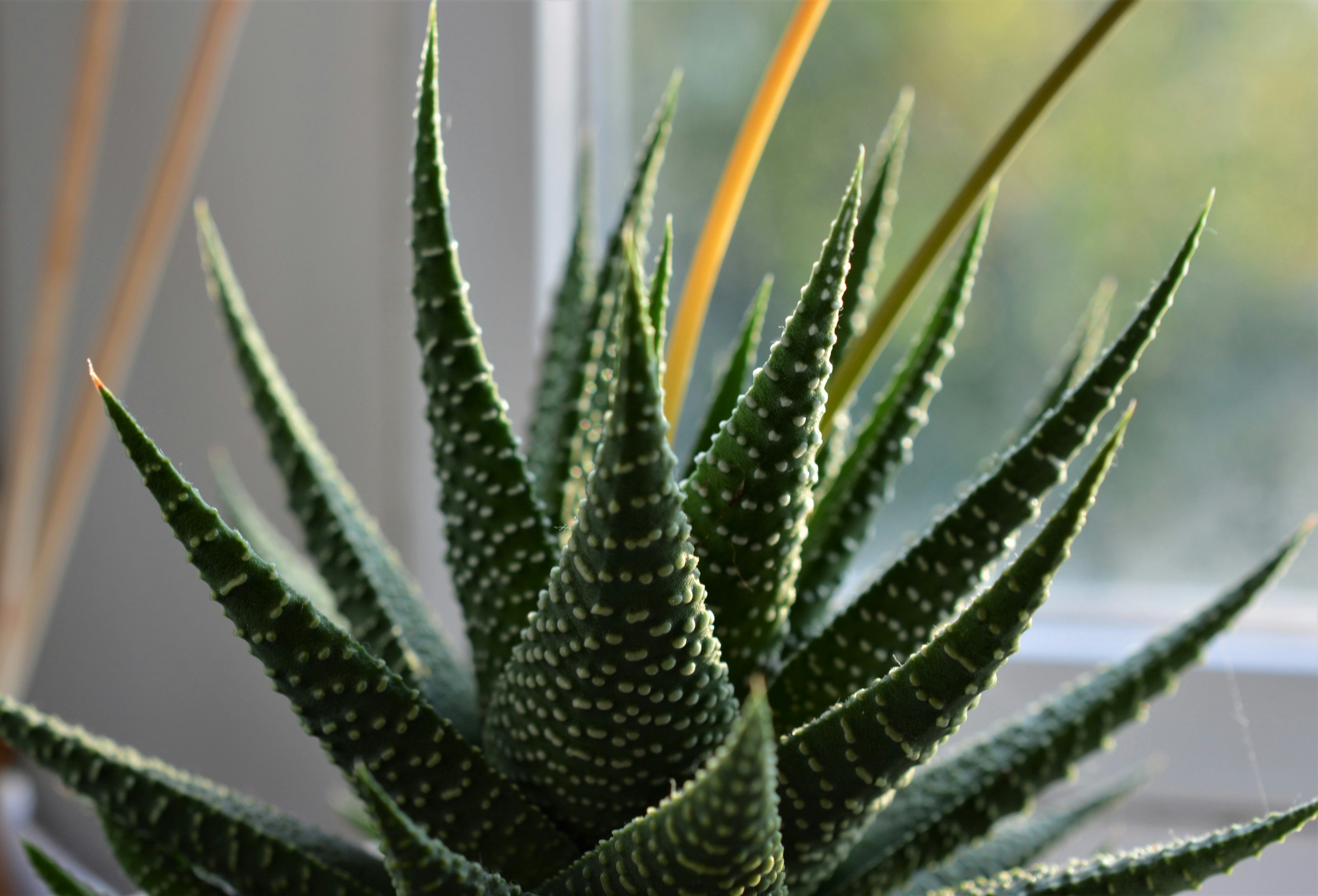 Guinea-Fowl Aloe