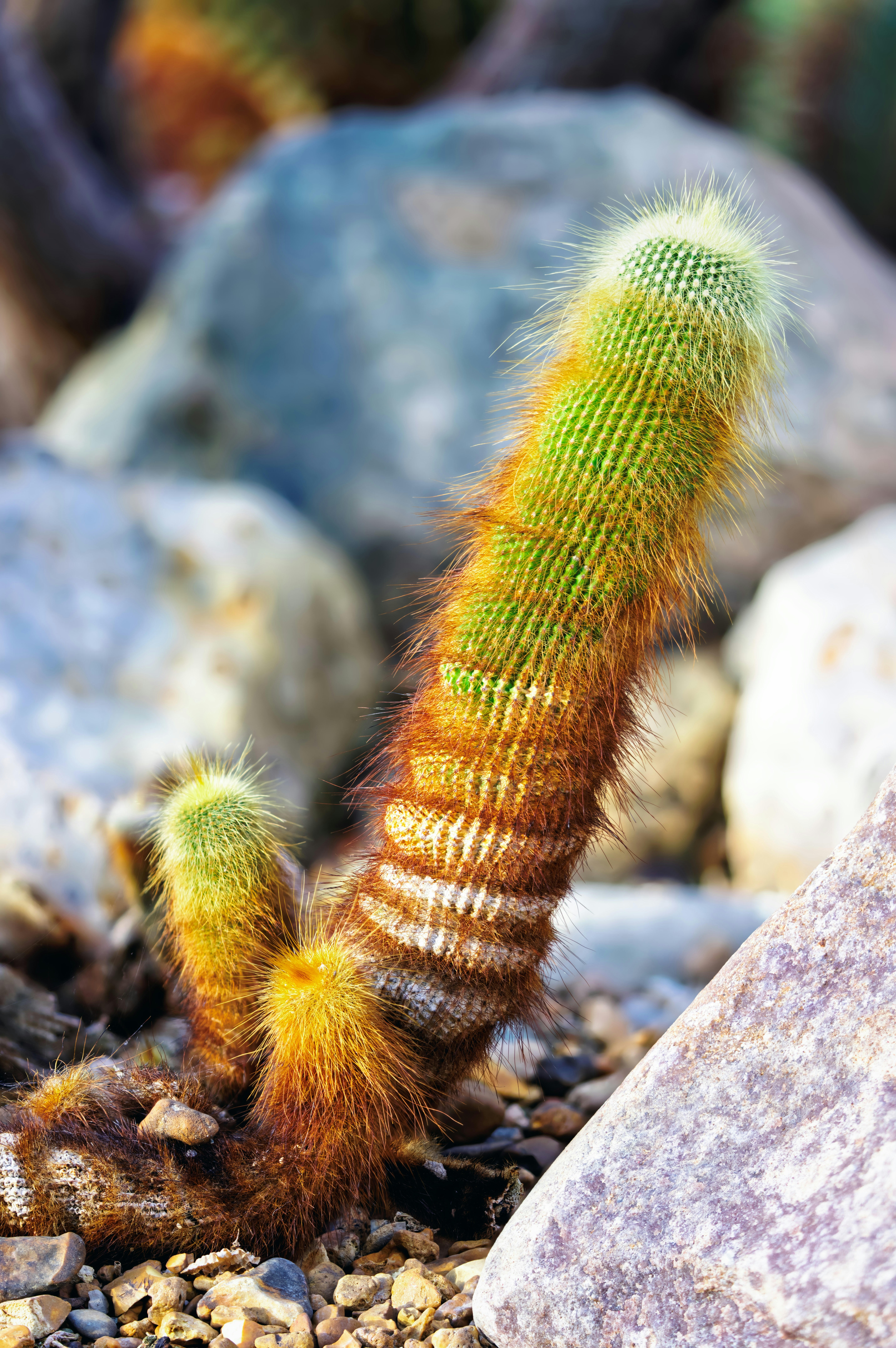 Un cactus duveteux avec des rayures vertes et brunes