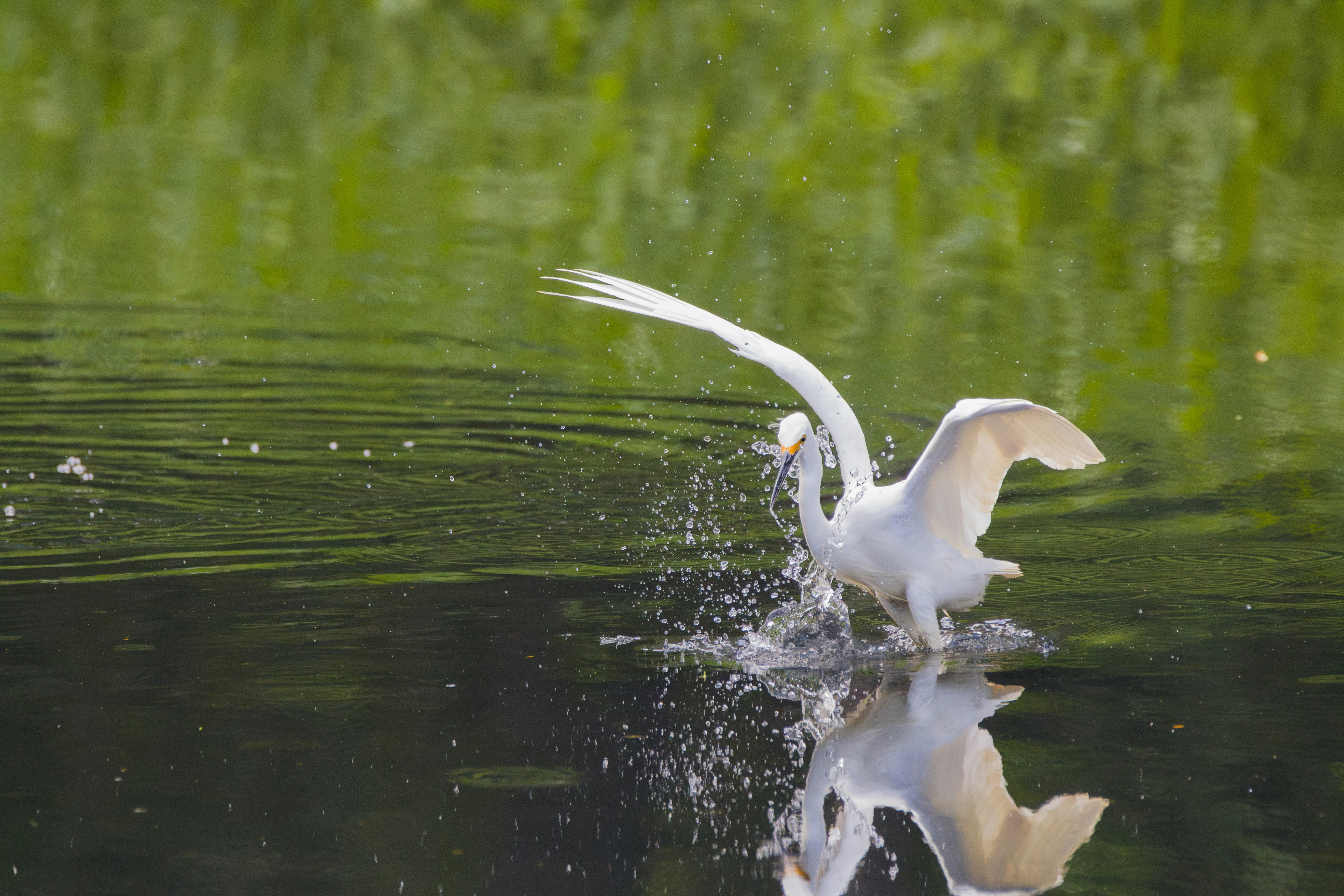 Photo by eversonvansoski