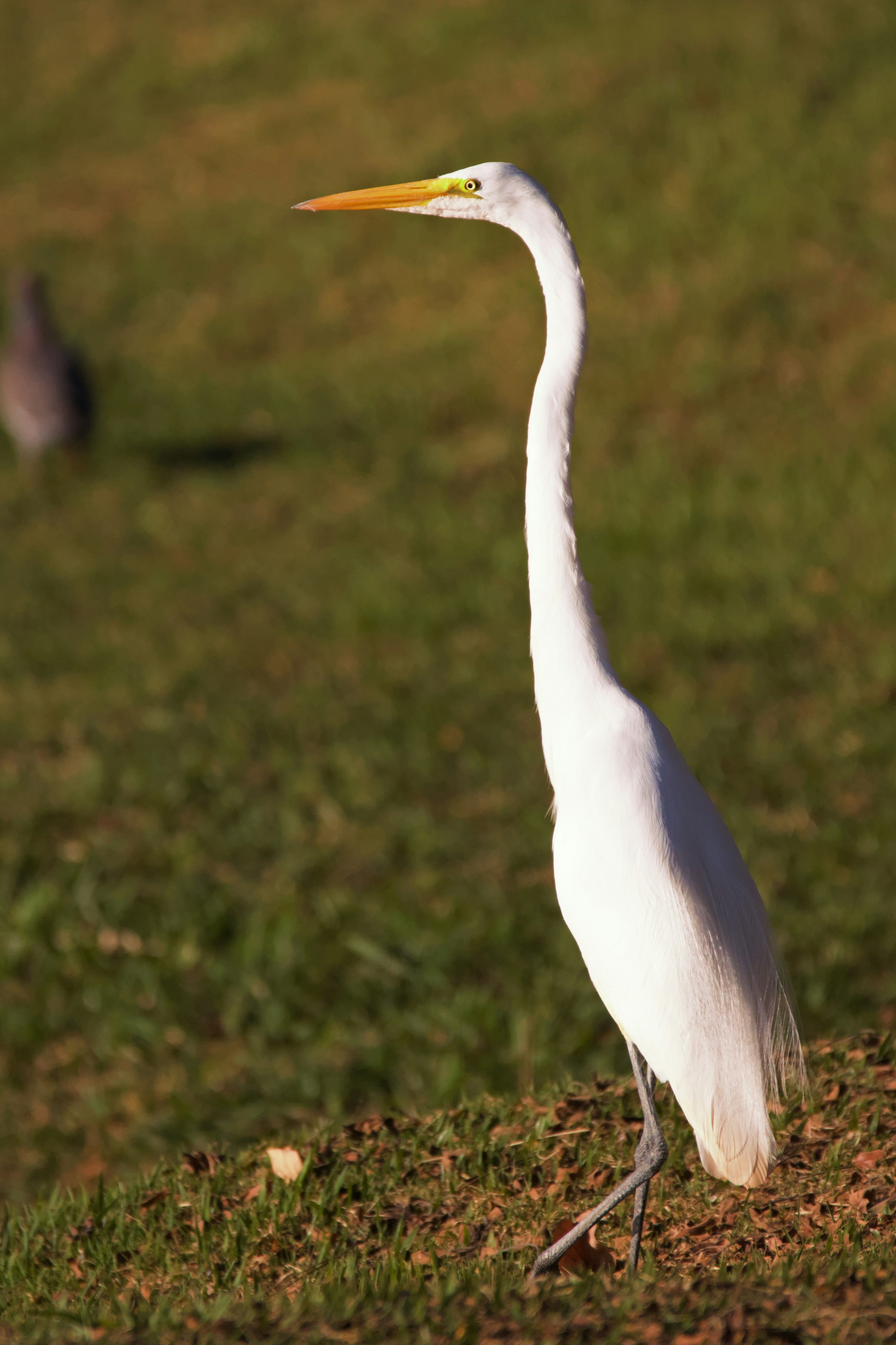 Photo by eversonvansoski