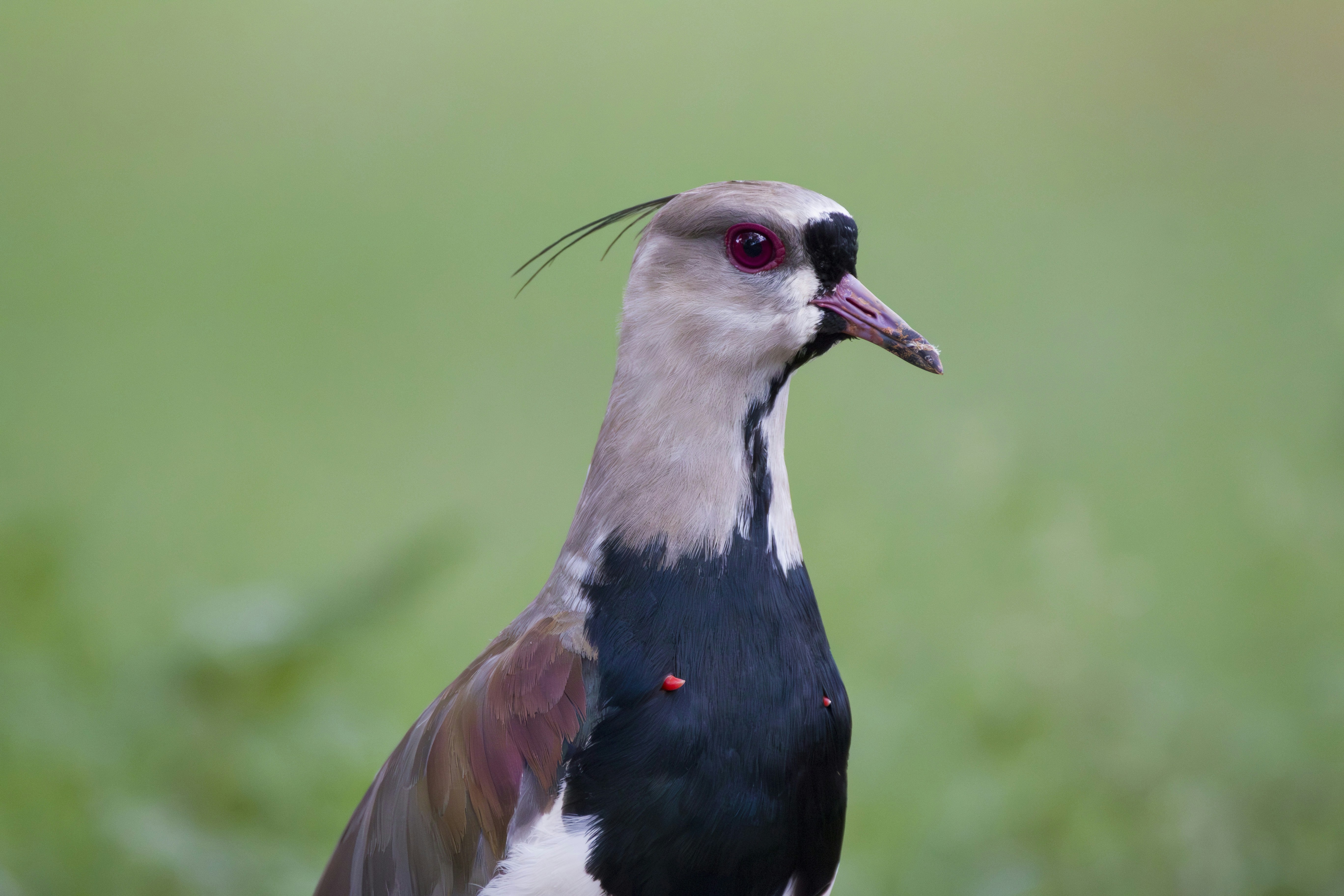 Photo by eversonvansoski