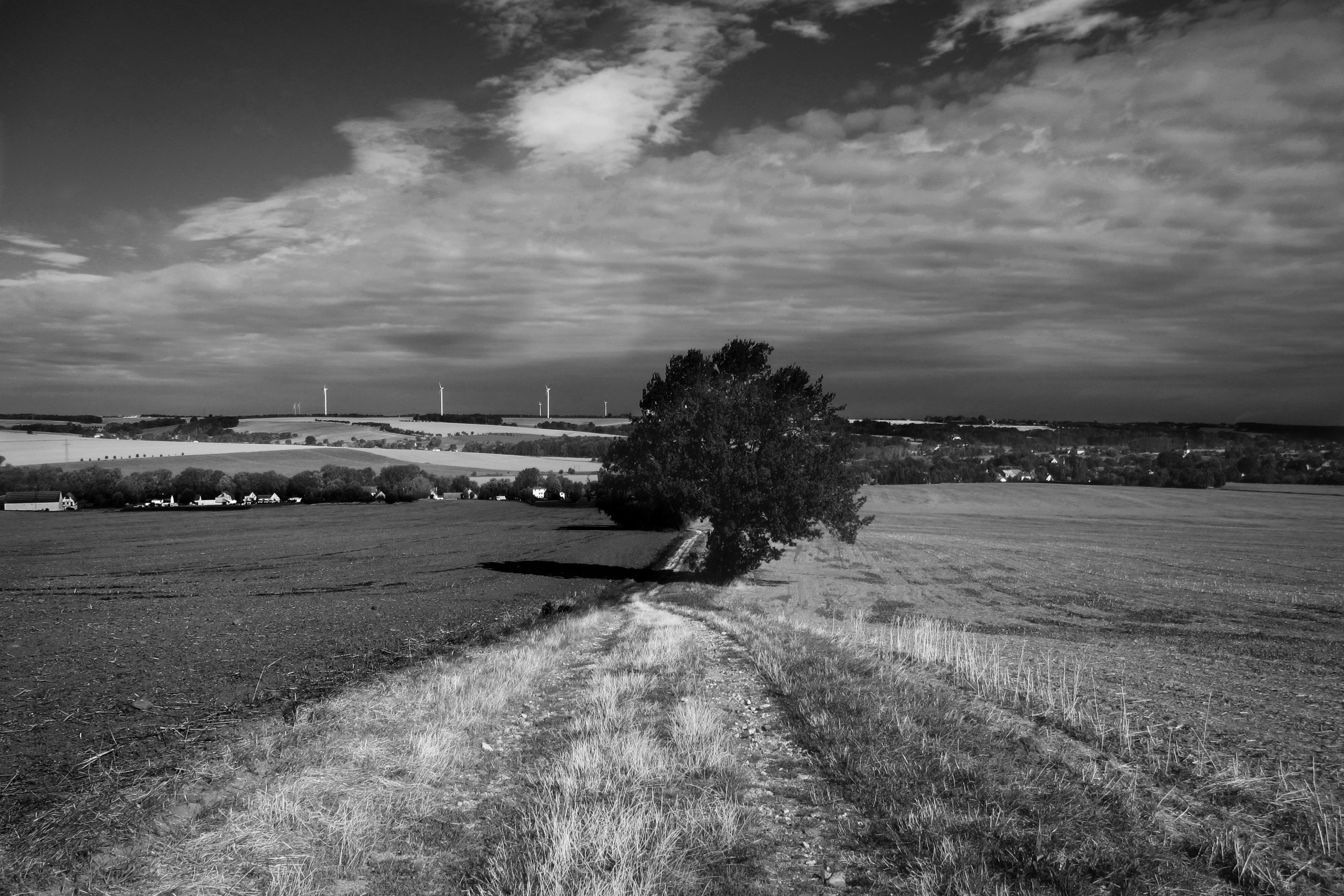 Un sendero cubierto de césped conduce a un árbol solitario con molinos de viento más allá
