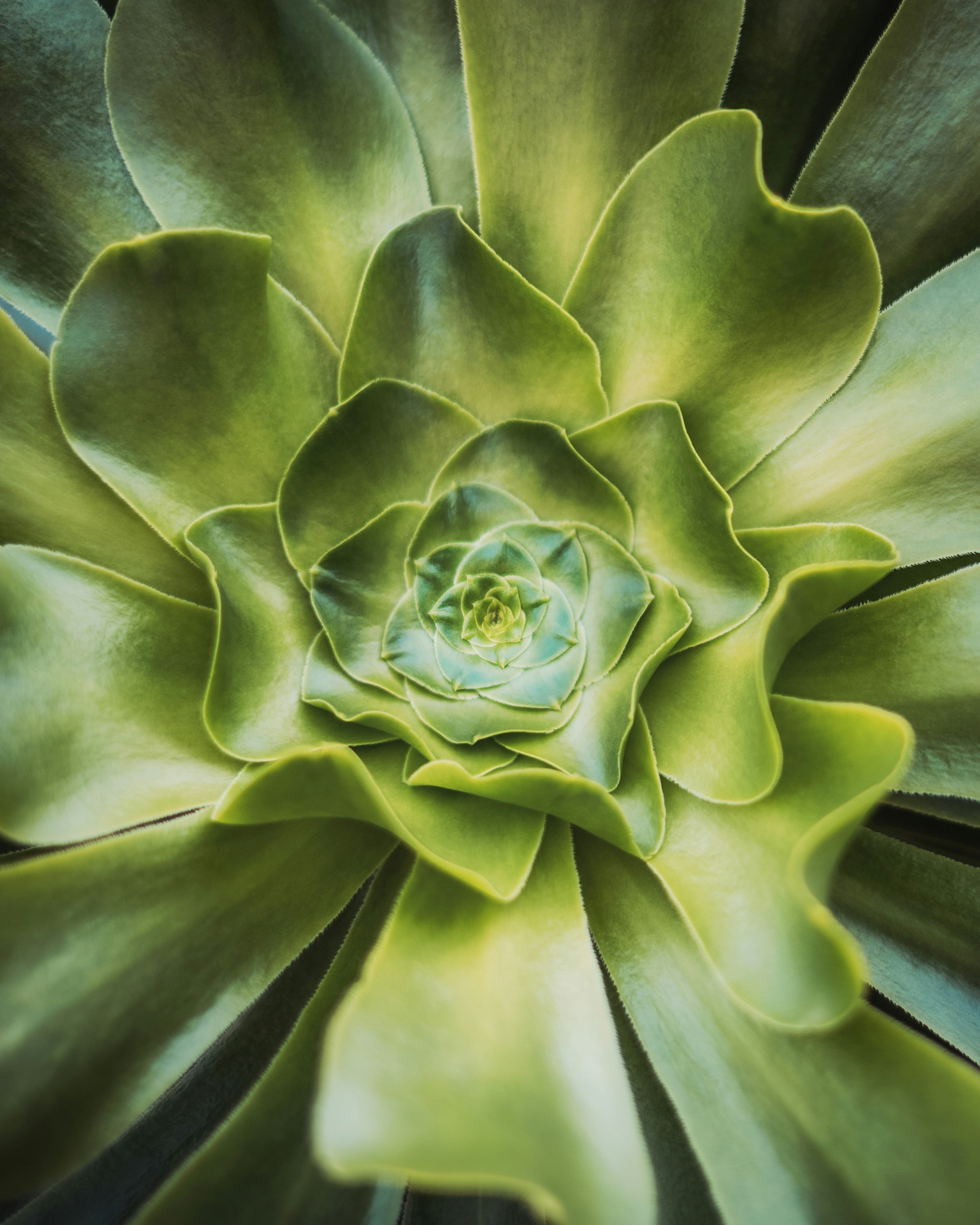 생기 넘치는 초록 다육식물의 클로즈업.