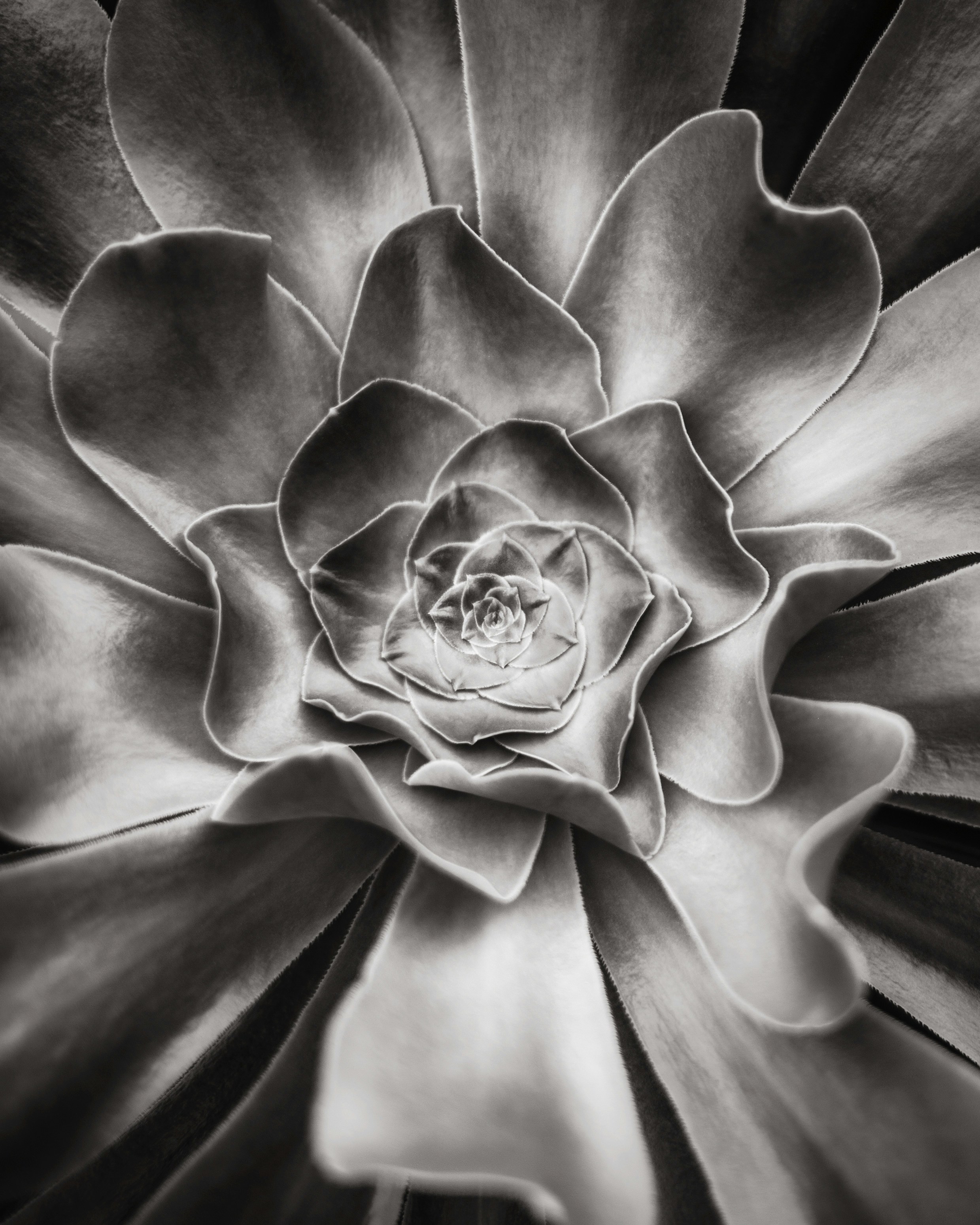 다육식물의 기하학적 꽃잎 클로즈업