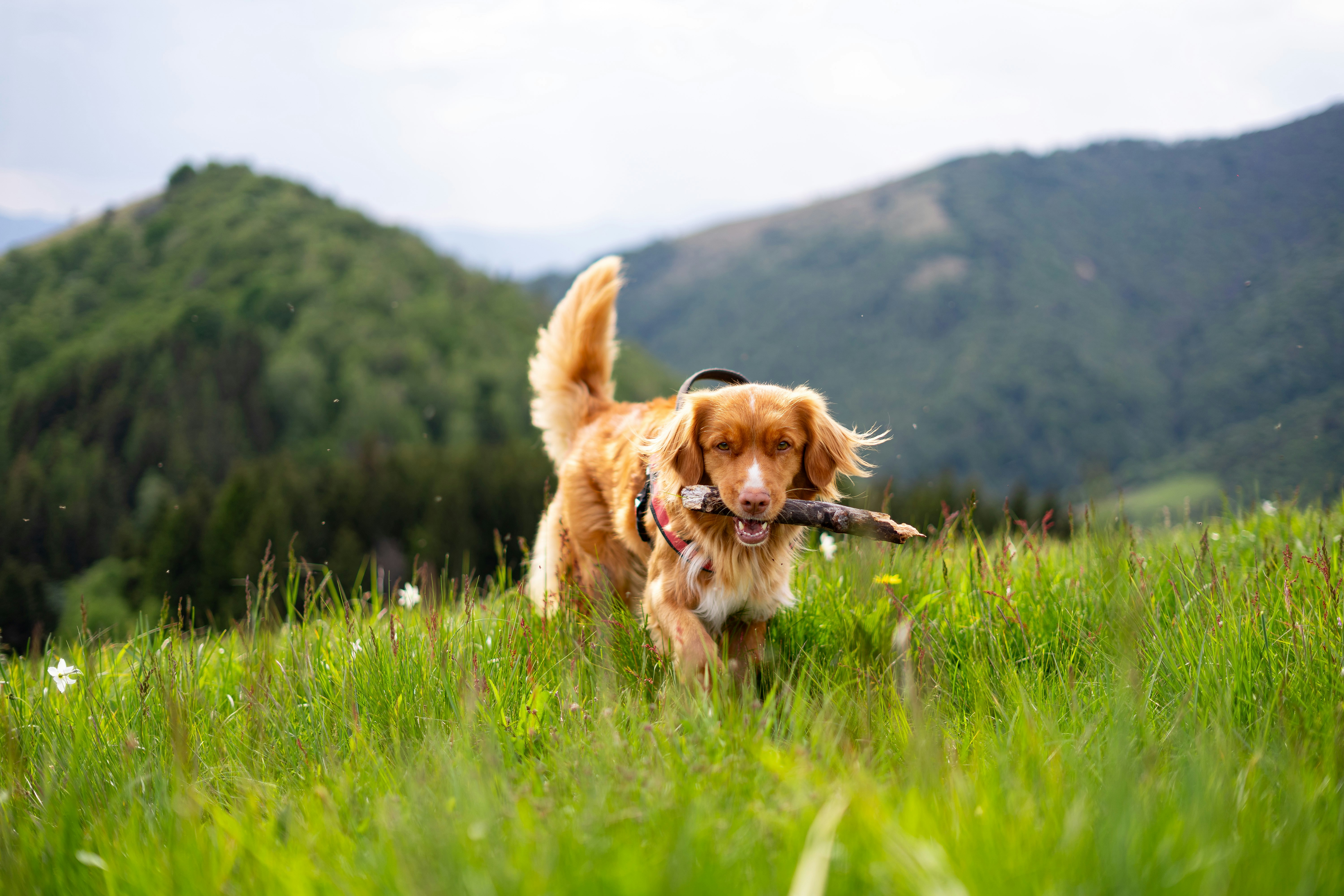 Smile in the Tail: What Your Dog's wag really Means