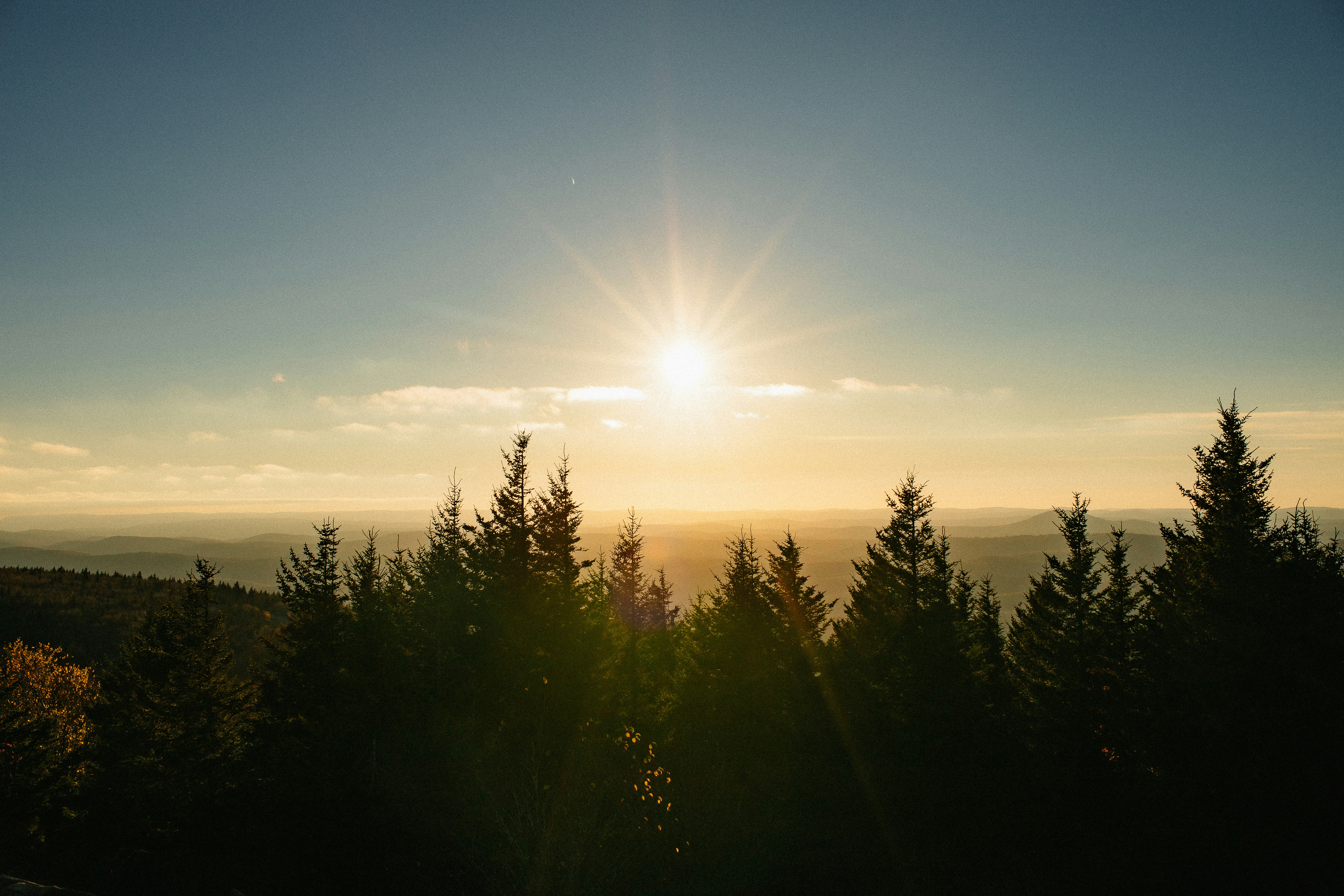 forest layers sunlight, wallpaper, Forest Layers: How to Appreciate a Vertical Ecosystem 4