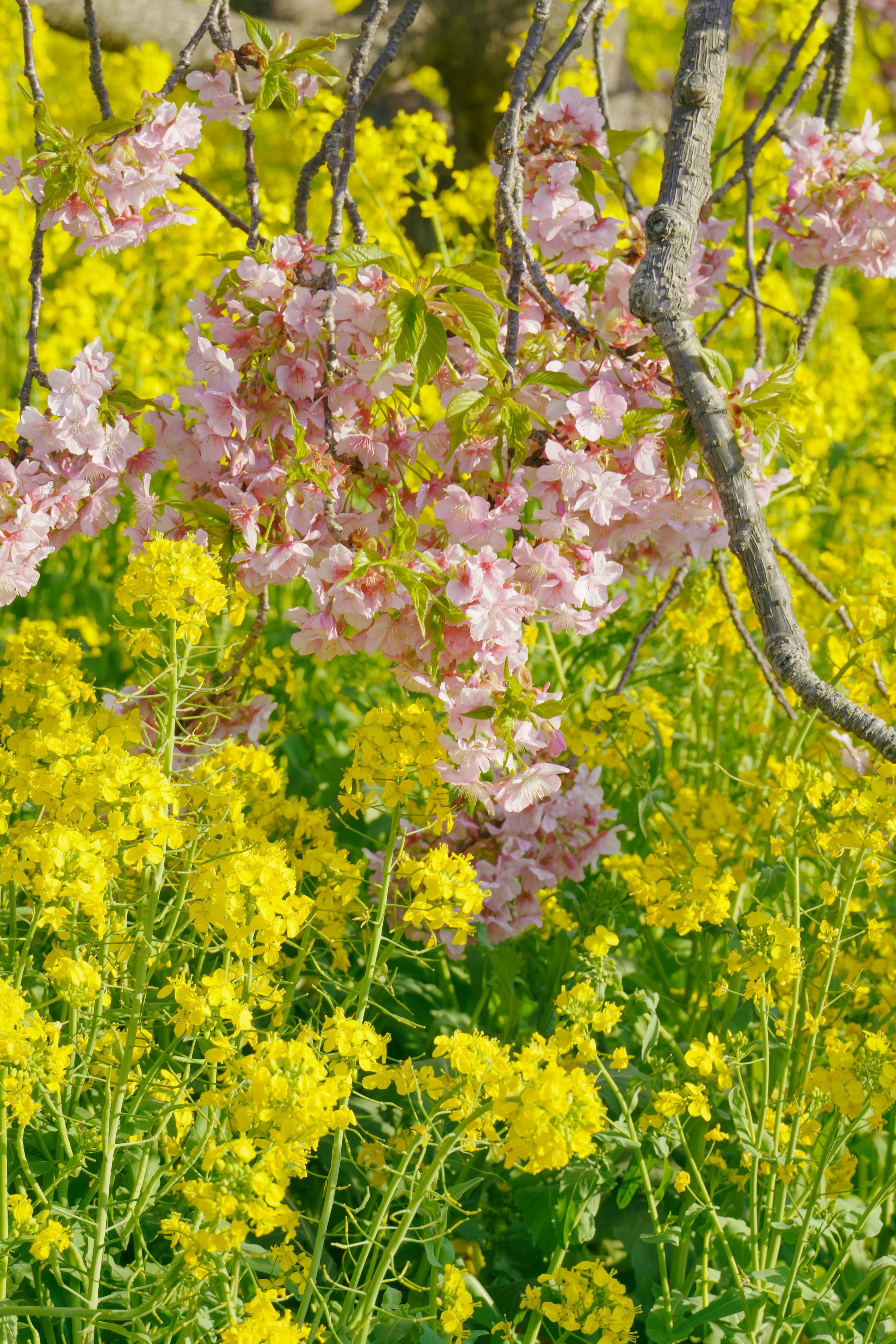 Pink cherry blossoms bloom over yellow rapeseed flowers.