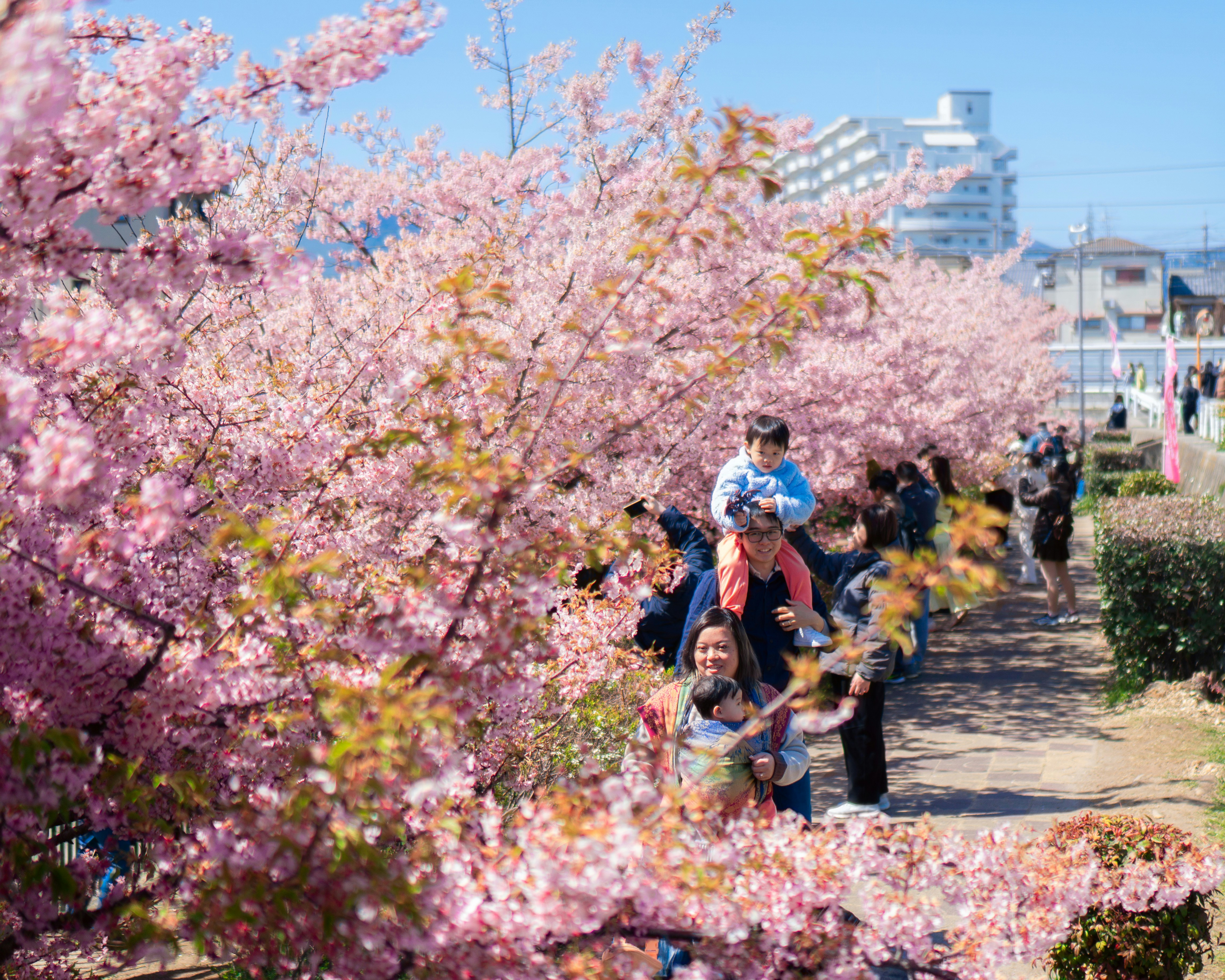 石原家4兄弟の絆と典子さんが遺した愛情の legacy