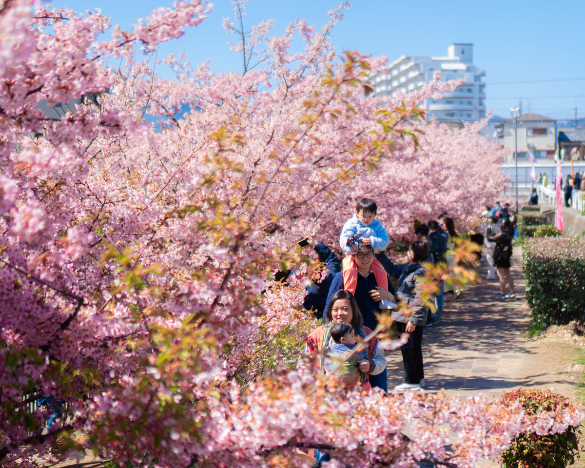 Travelers walking beneath cherry blossoms in Japan