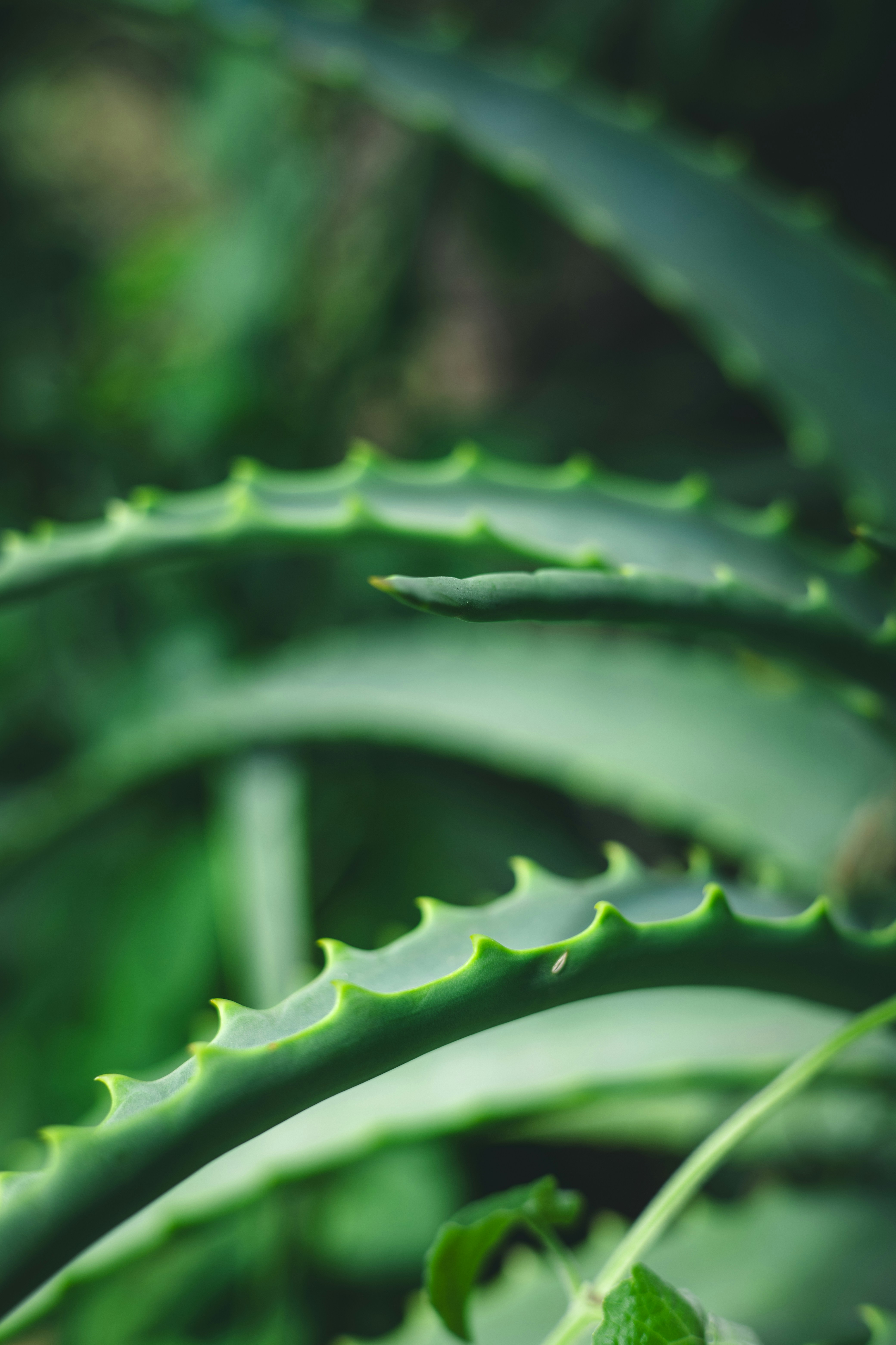 Aloe vera plant