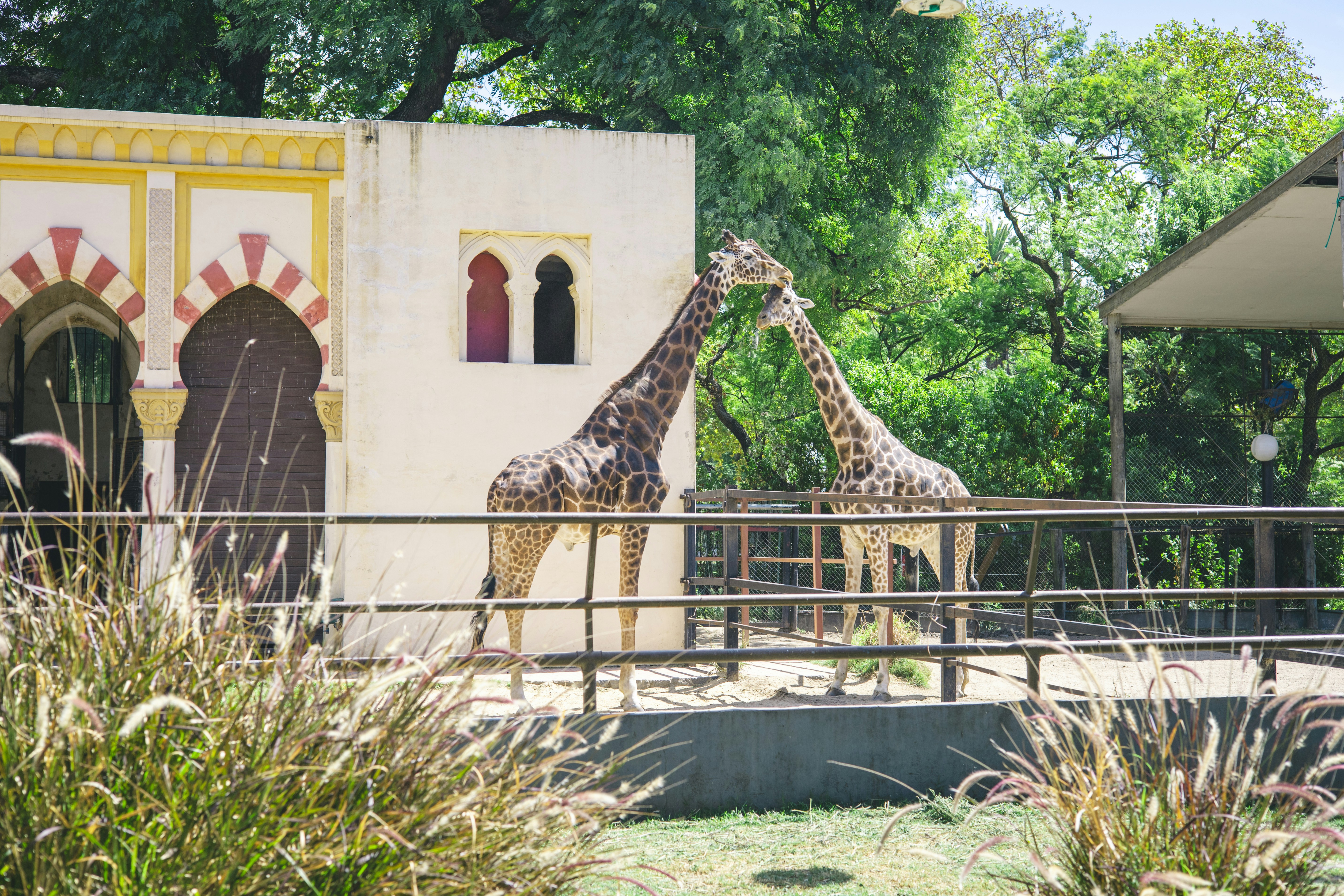 Two giraffes interact near a building.