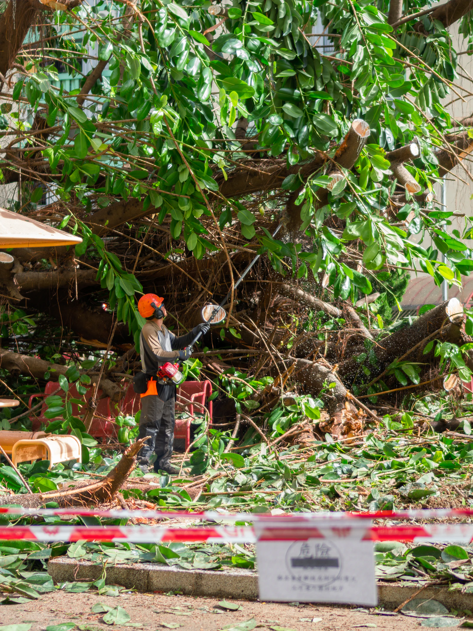 A work crew cutting up a large fallen tree beside a residential street