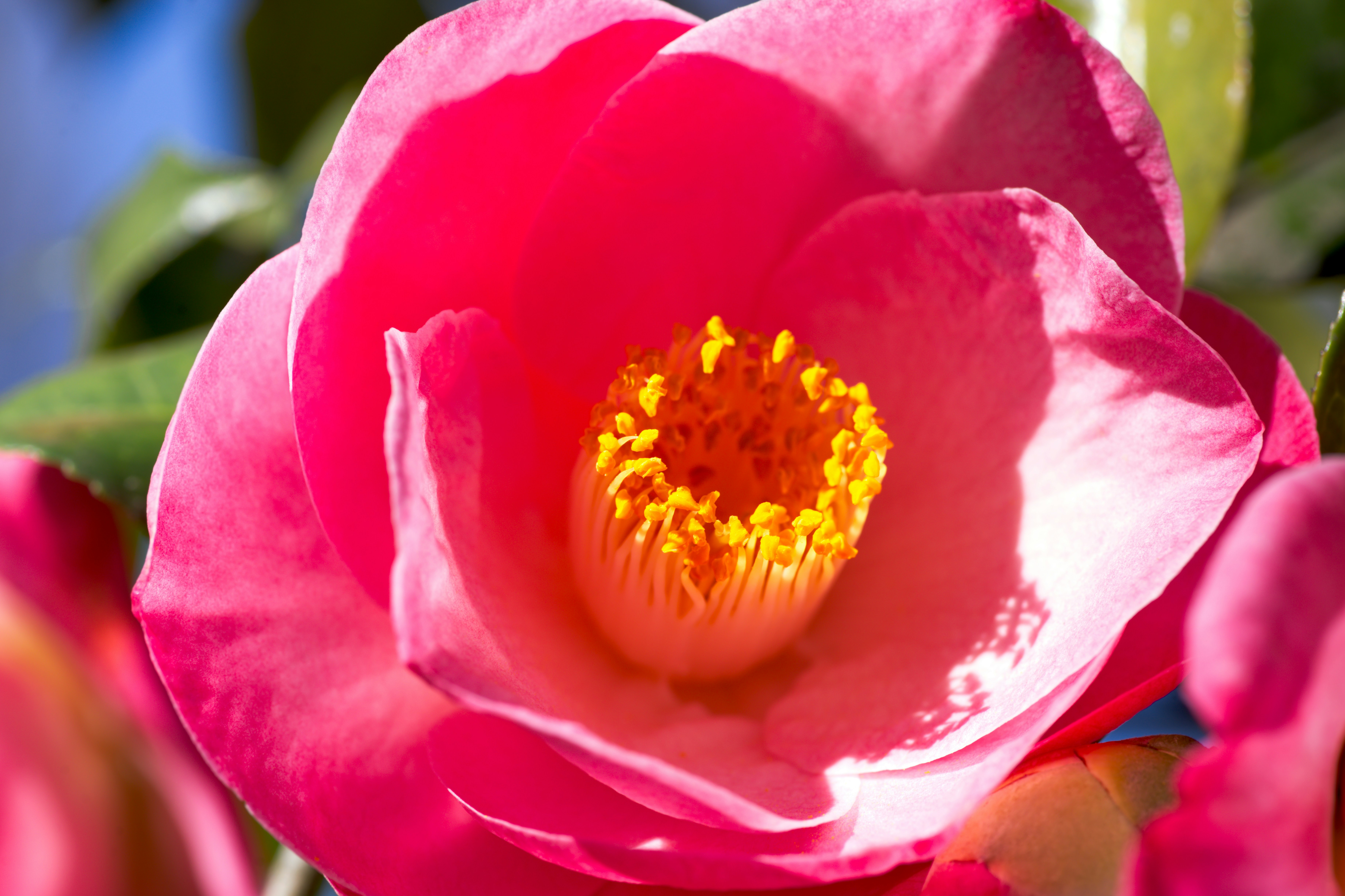 Nahaufnahme einer leuchtend pinken Kamelienblume mit gelbem Zentrum.