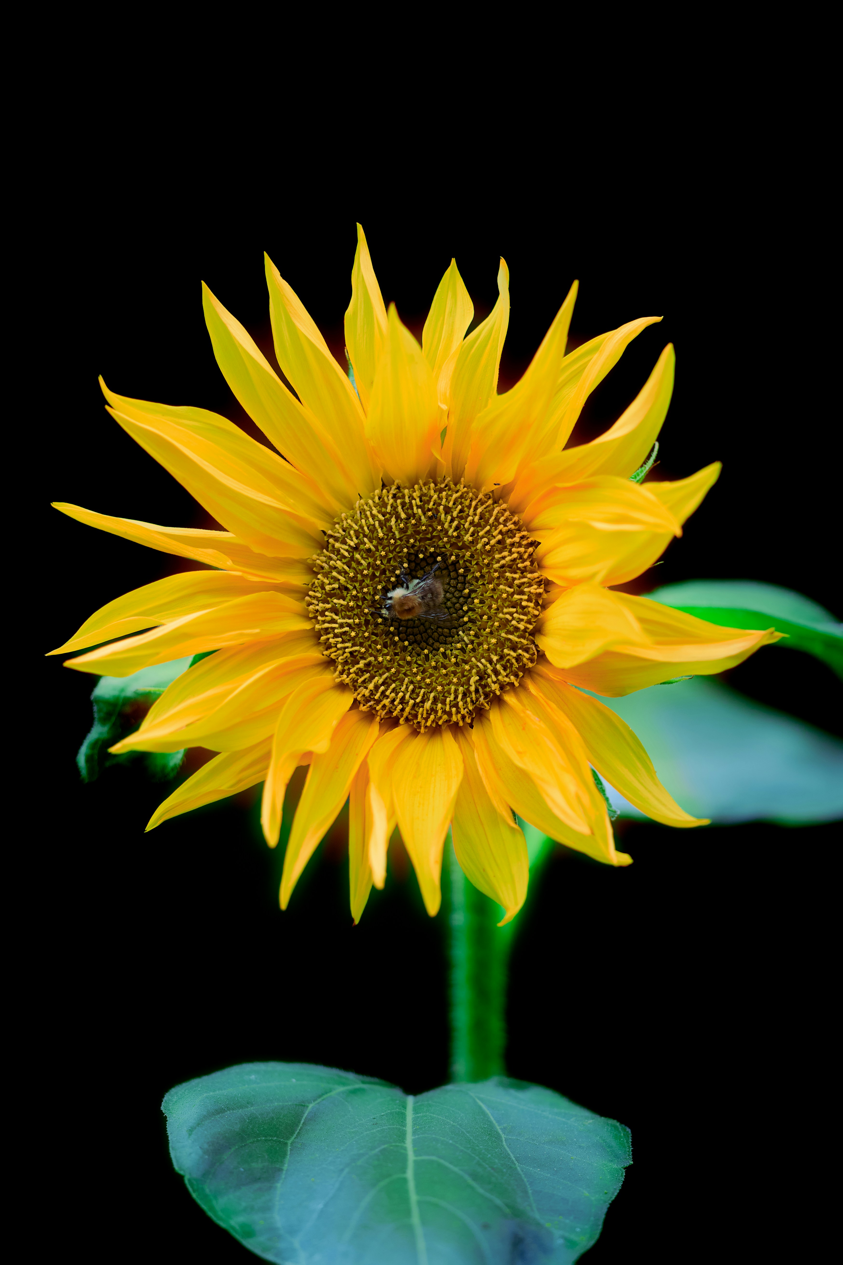 Photo by erwinbosman