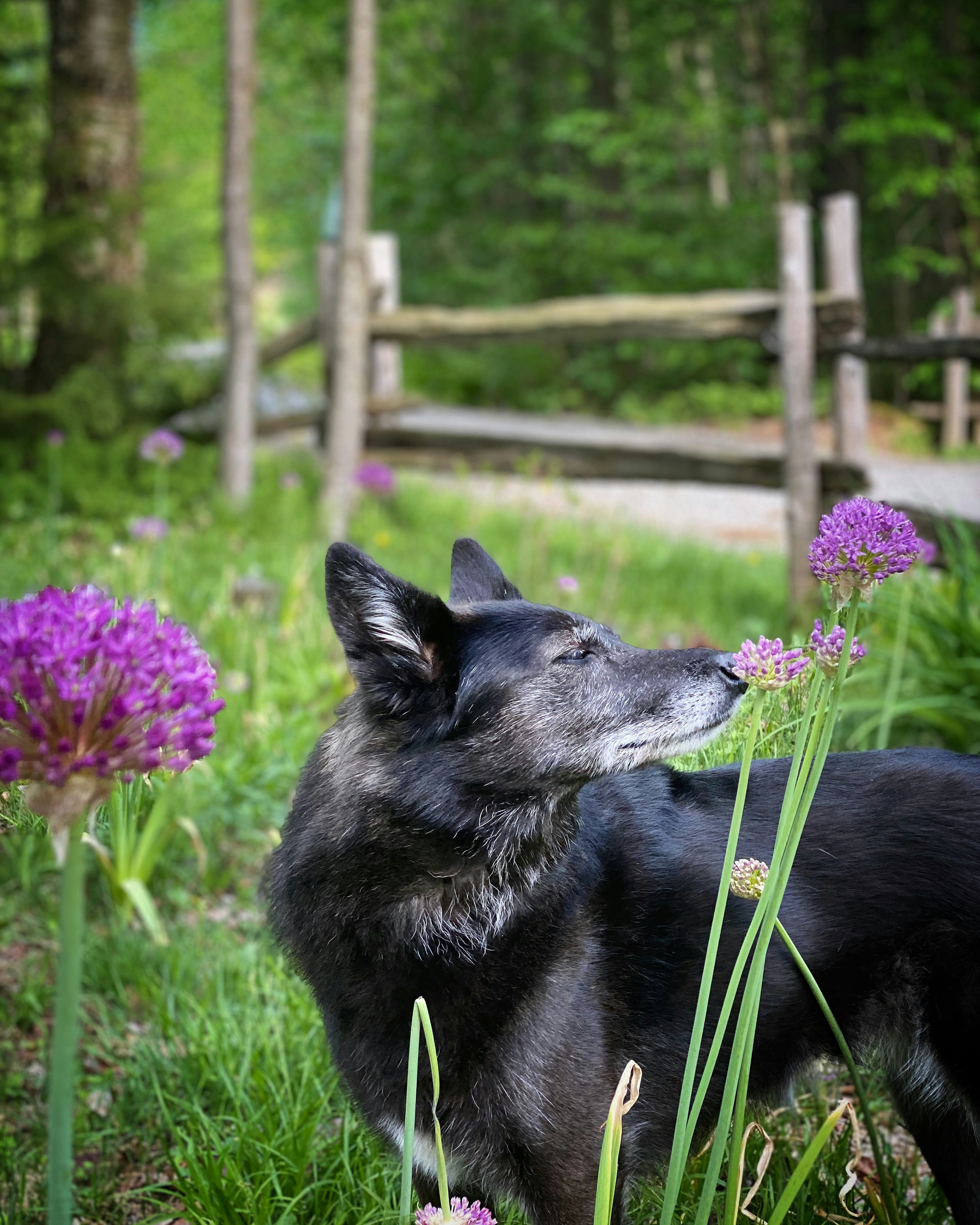A black dog smelling purple flowers in a garden