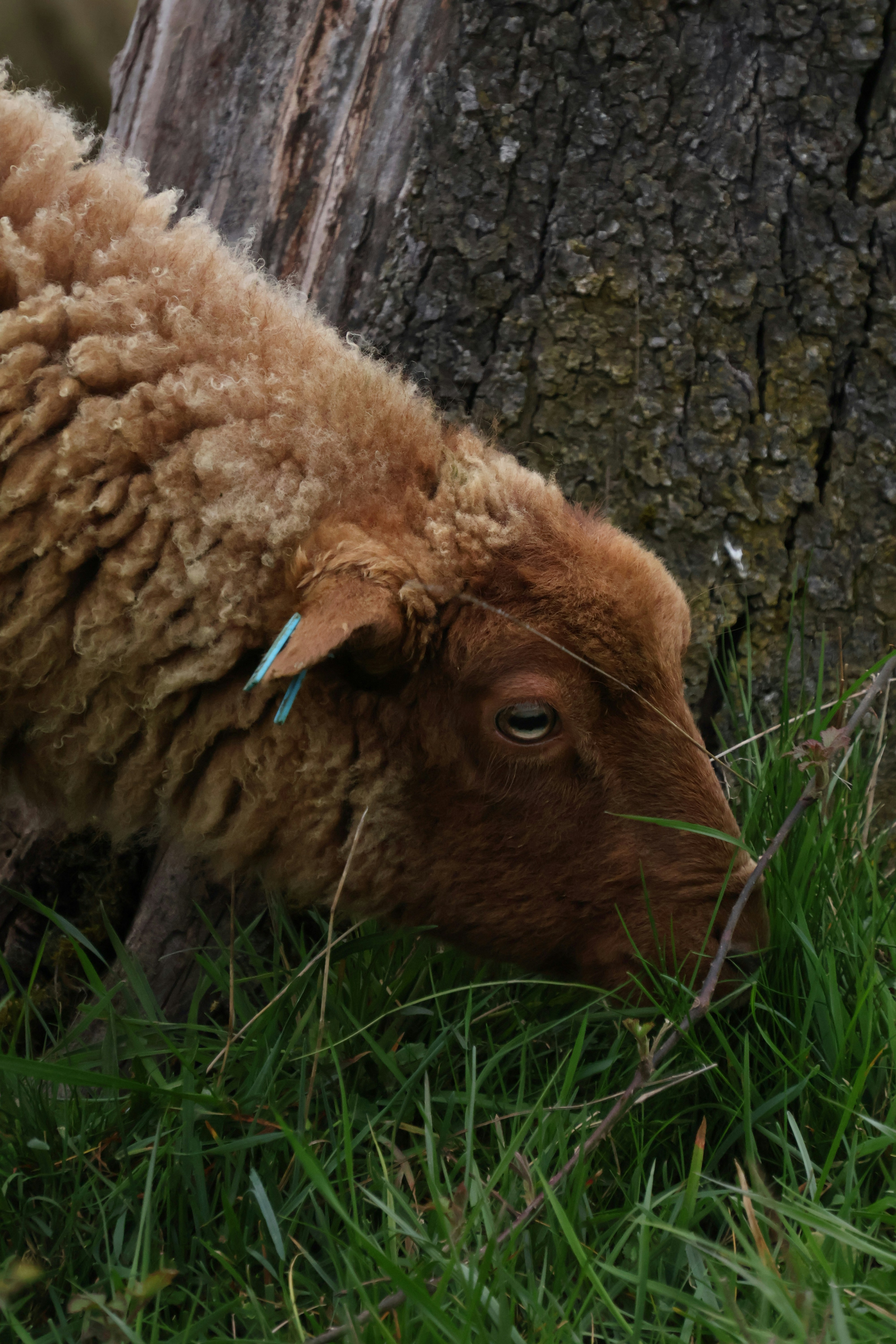 A brown sheep grazes near a tree trunk