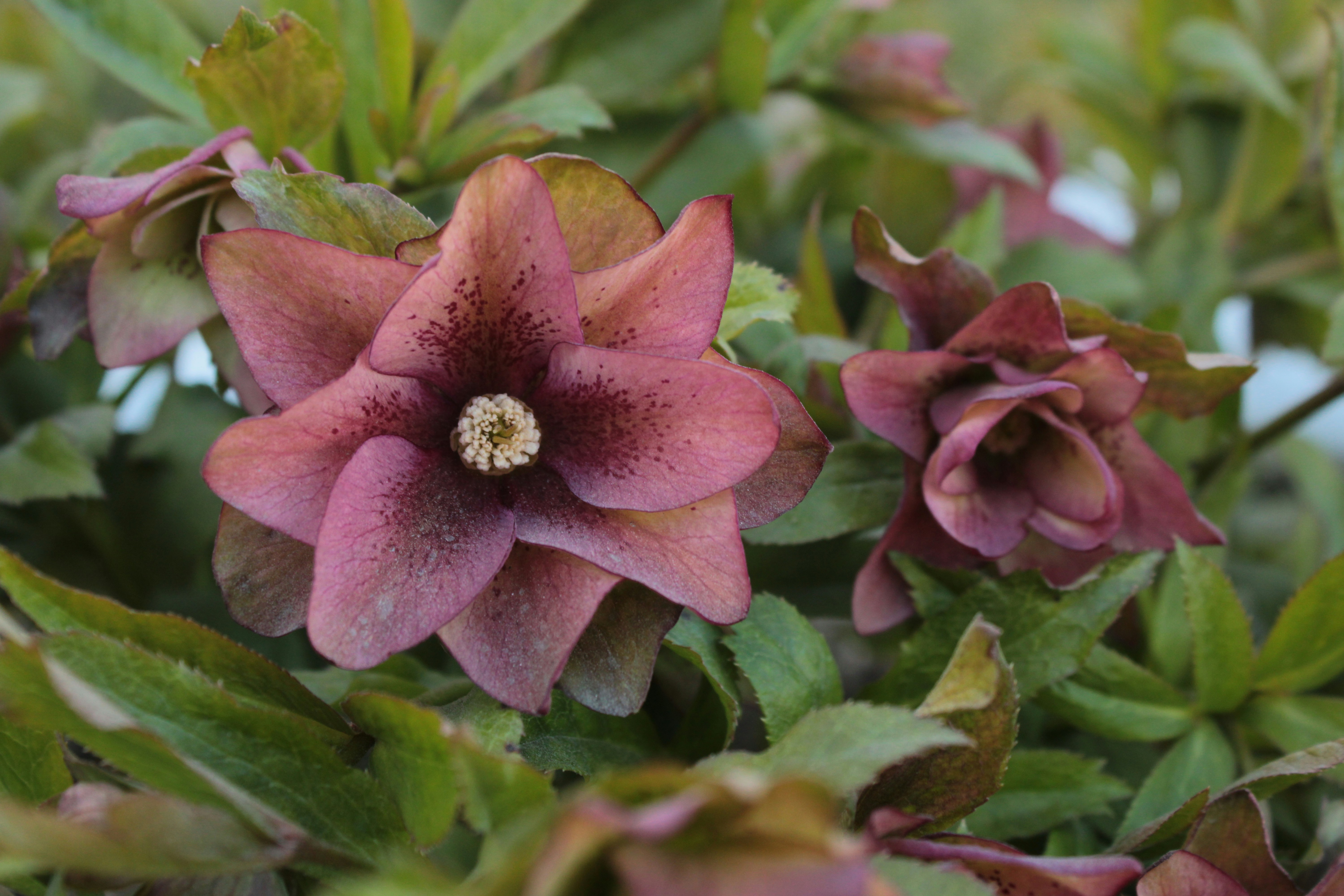 緑の葉の間に濃いピンク色のヘレボルスの花が2つ咲いています。