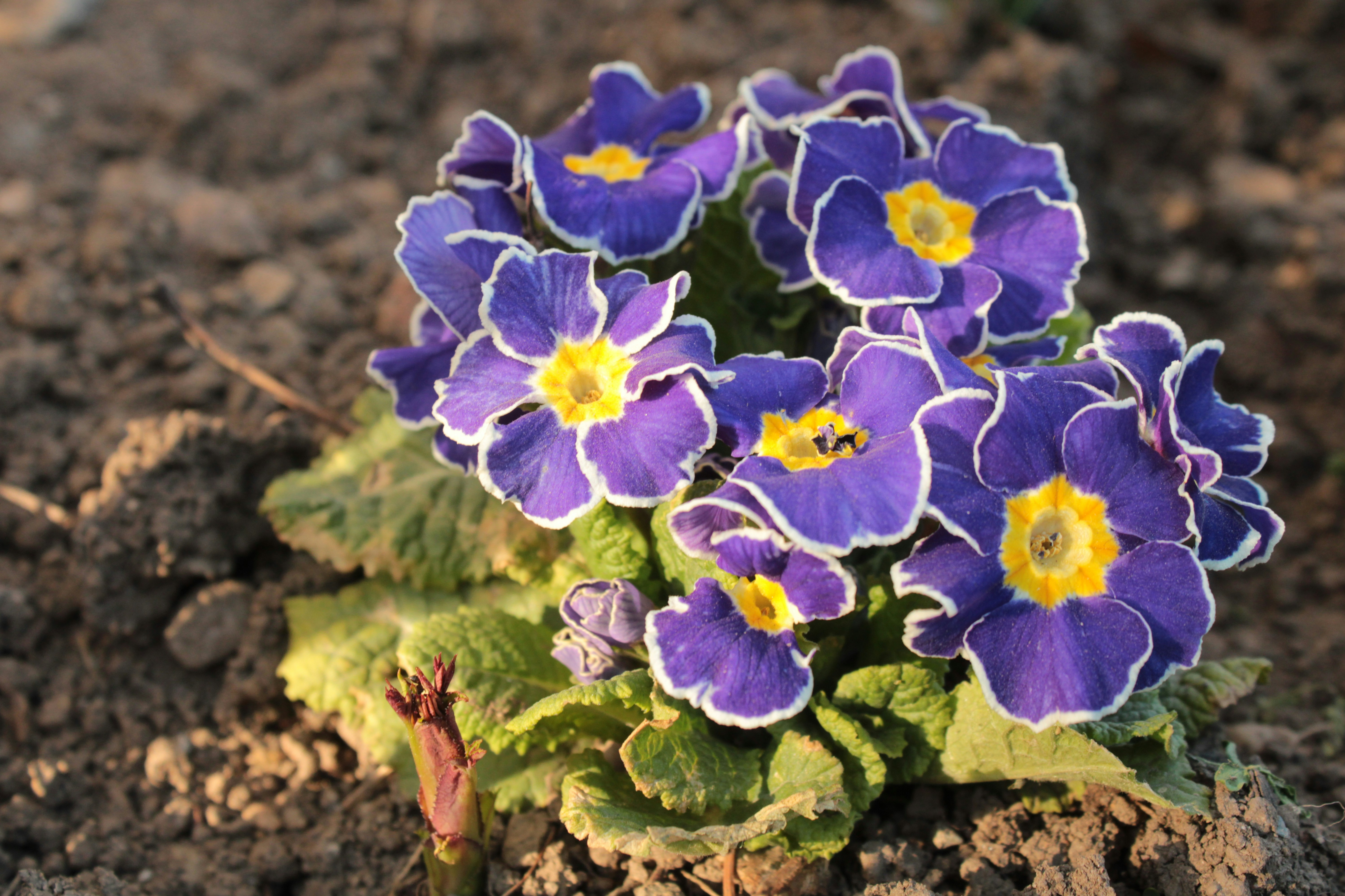 黄色い中心を持つ紫色のプリムローズの花の房。