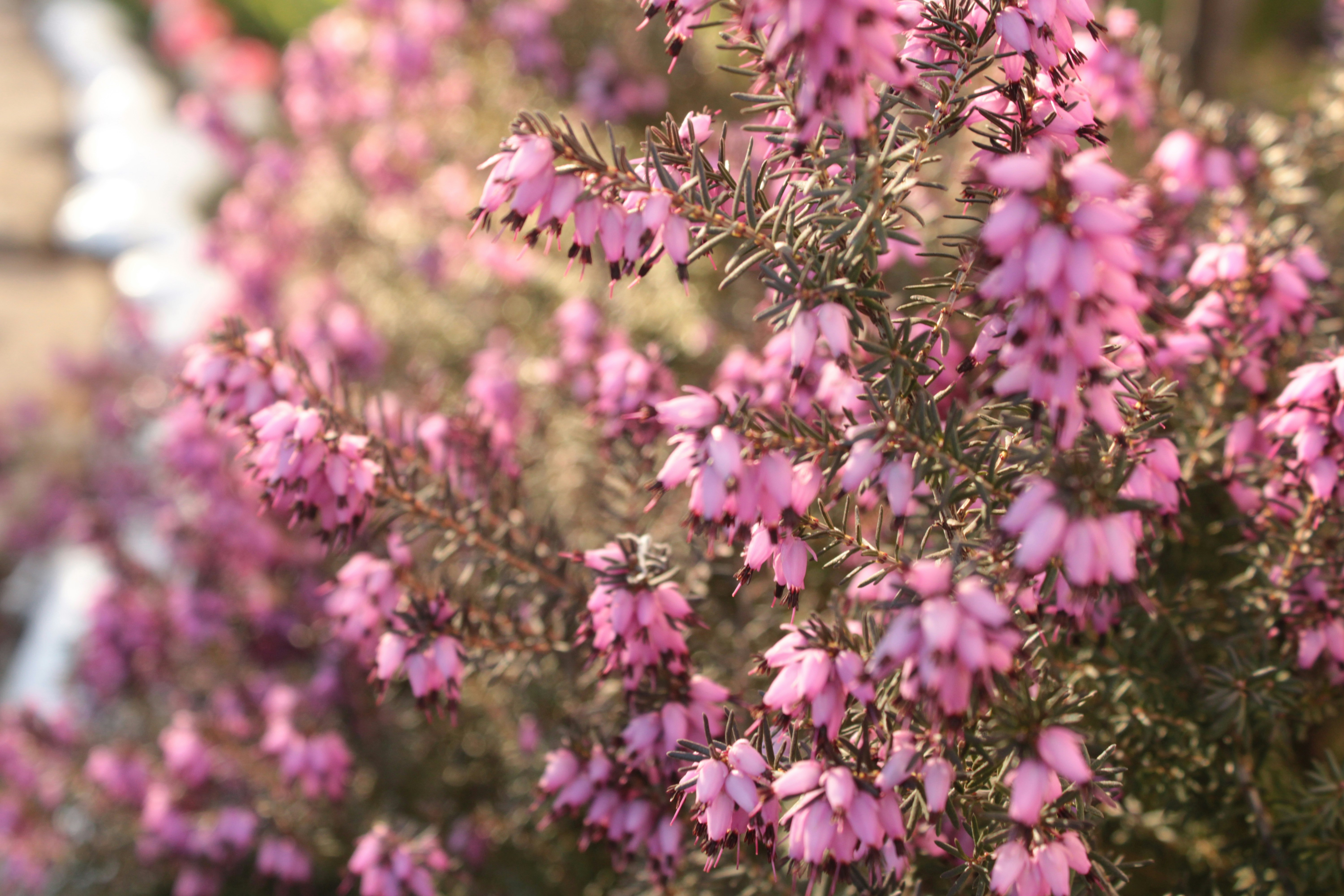 Photo by thorai9akira