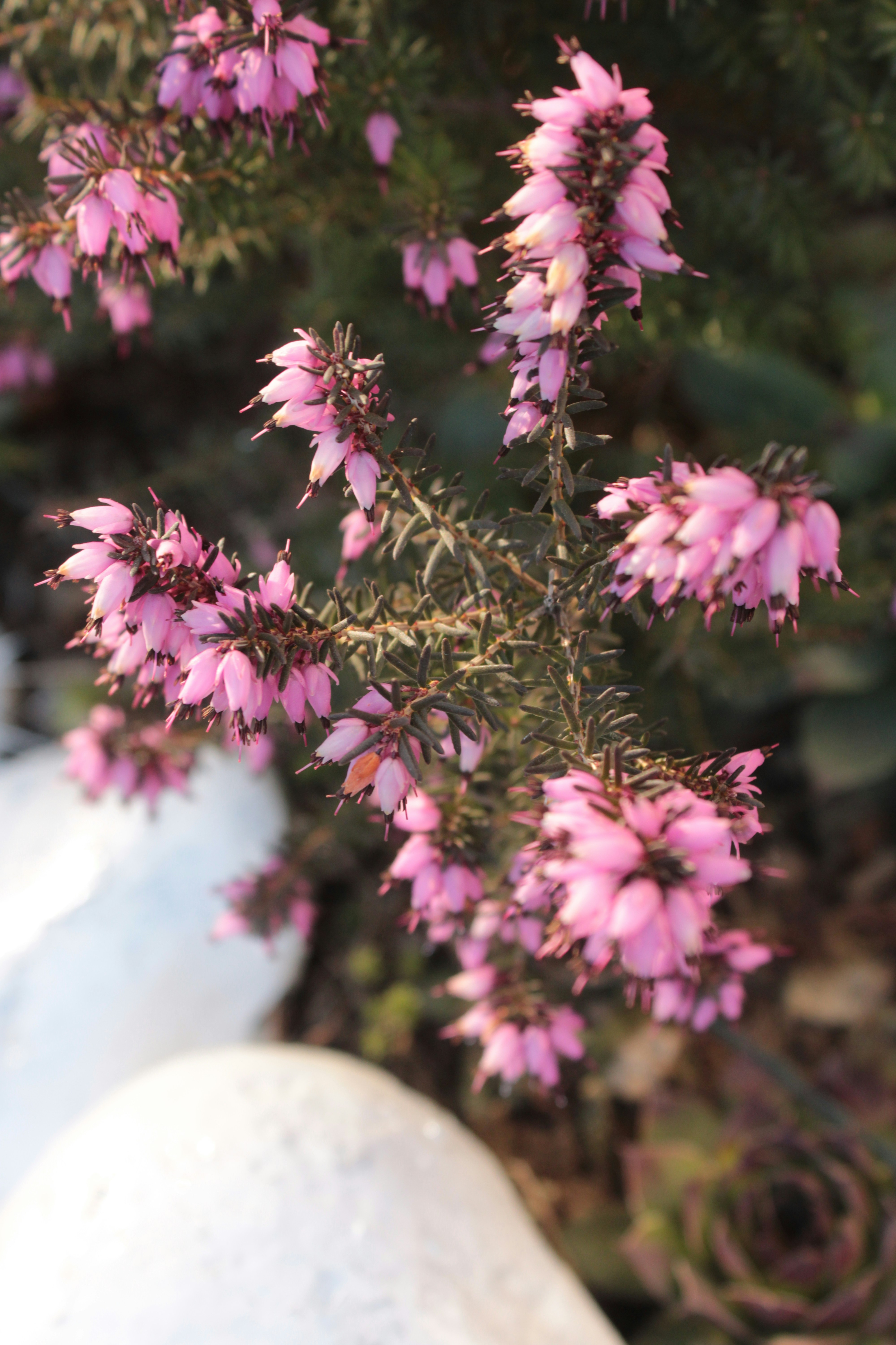 緑の茂みに小さなピンクの花の房が咲いている。