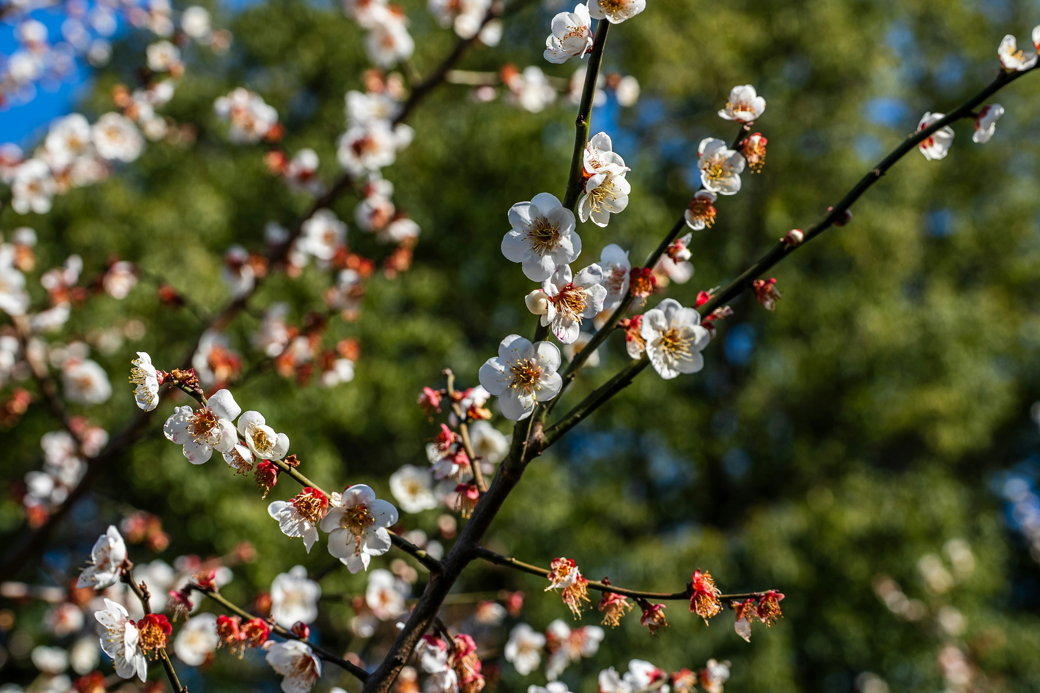 Fiori di prugno bianco su un ramo d'albero