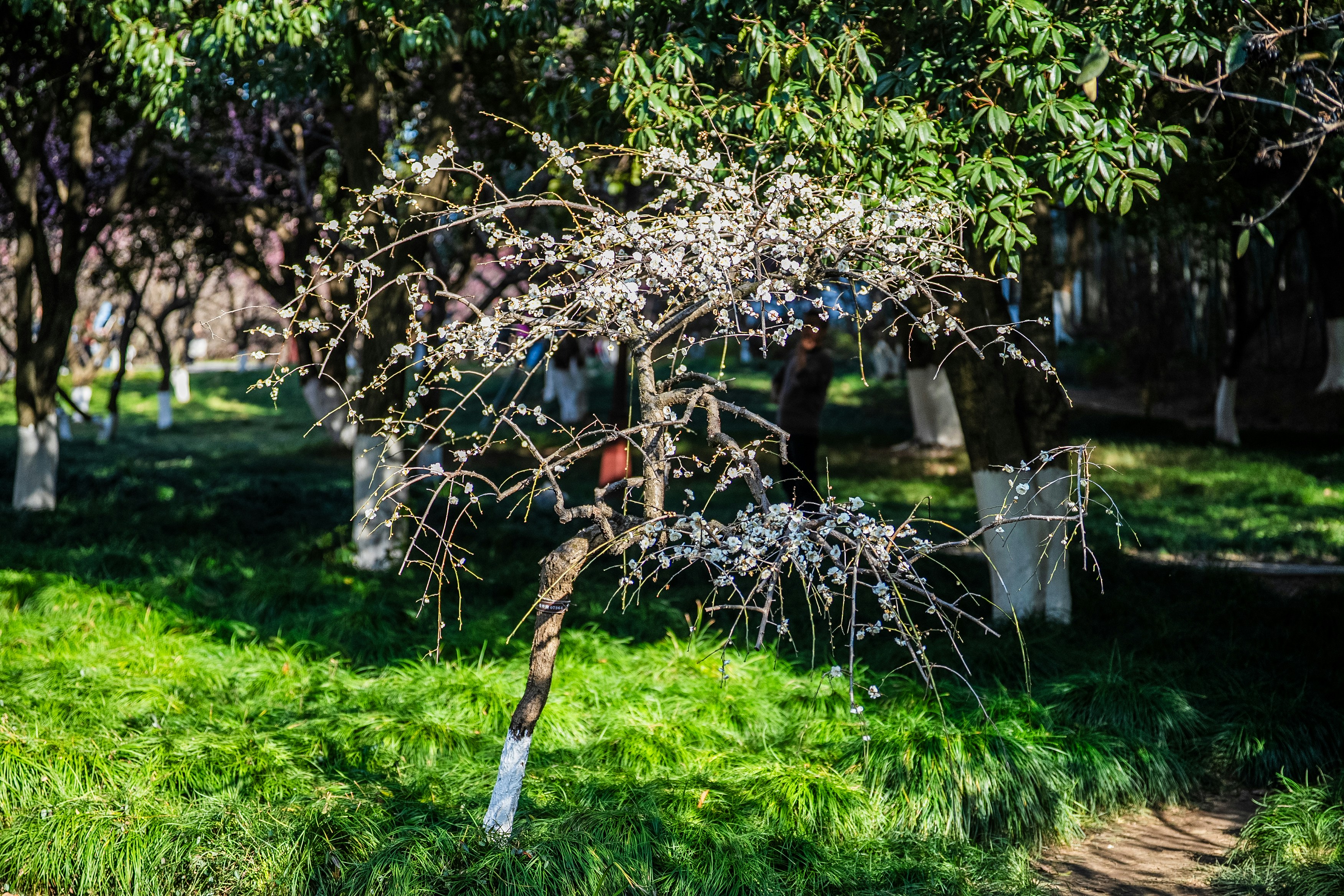 Un piccolo albero con fiori bianchi in un parco.