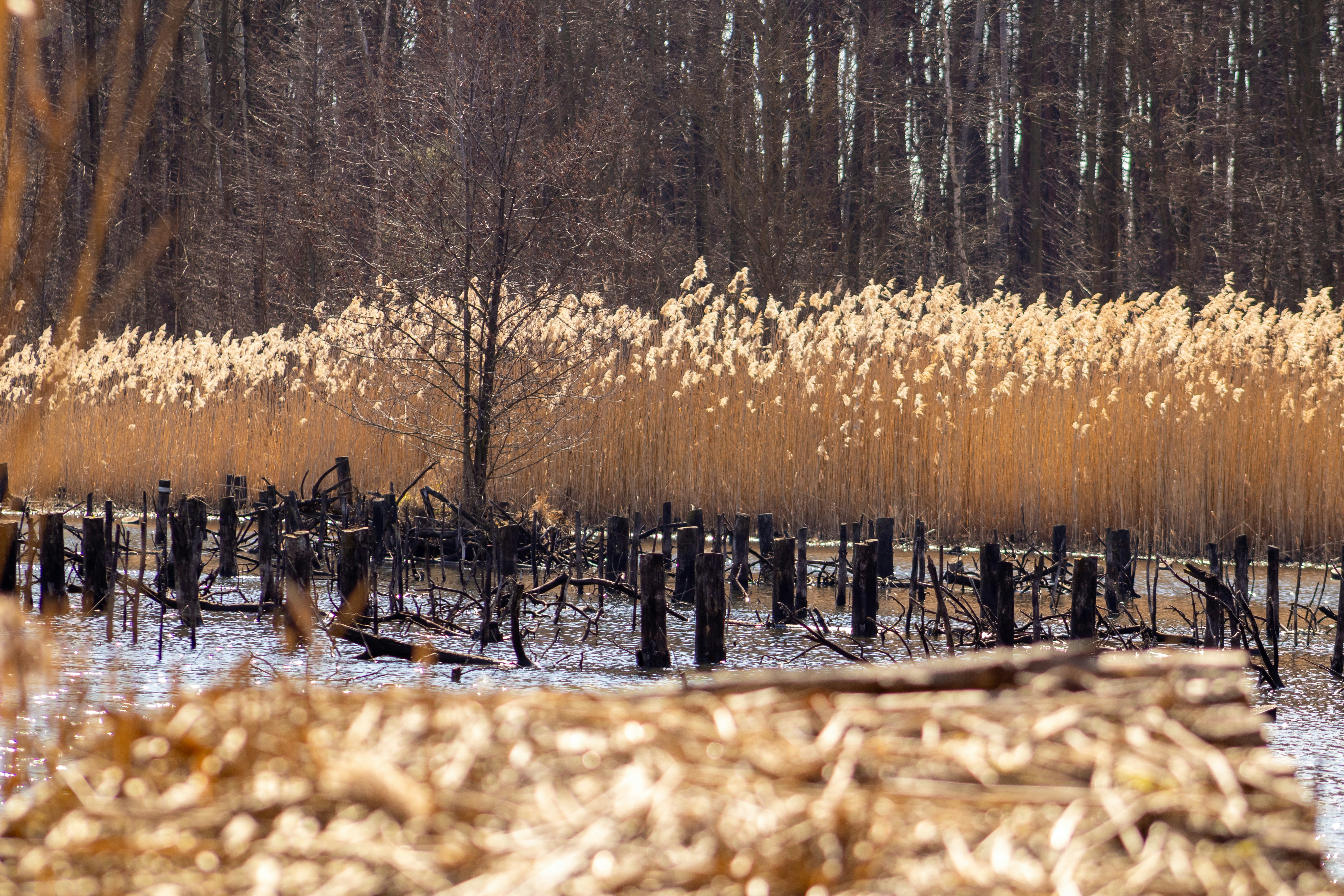 Tall dry reeds border a wooded area in winter.