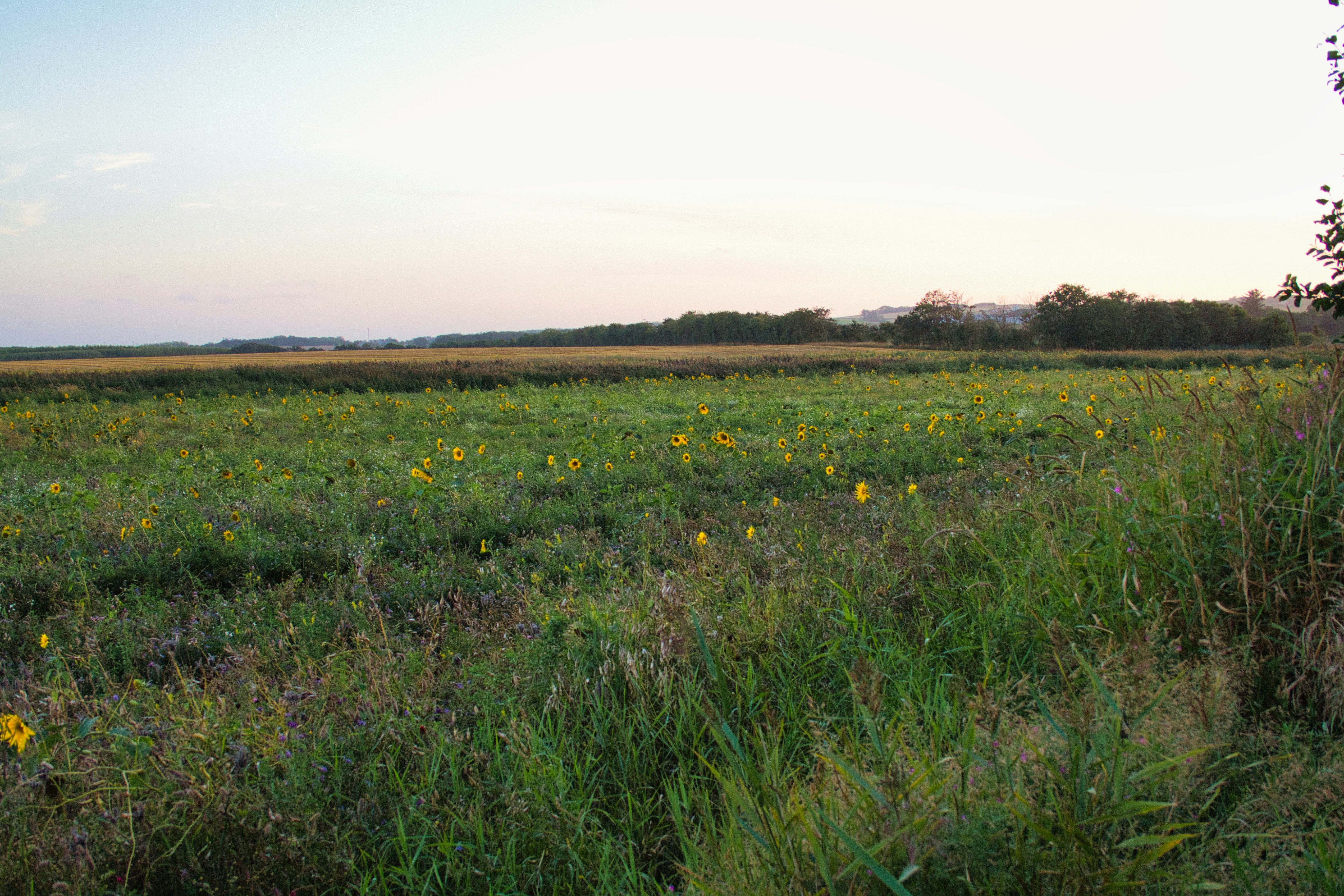 Photo by dischneider