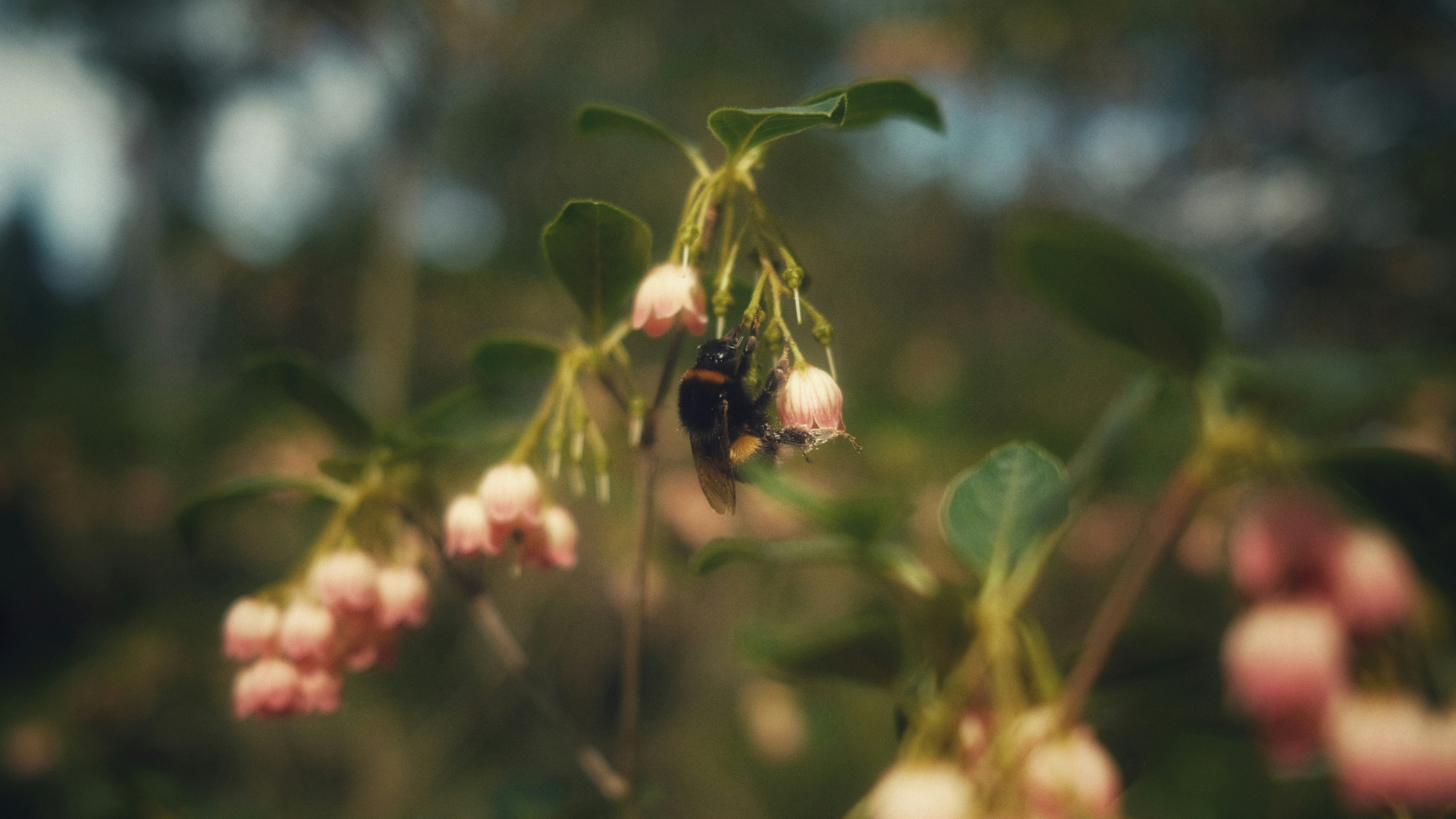 A bee collects nectar from small pink flowers.