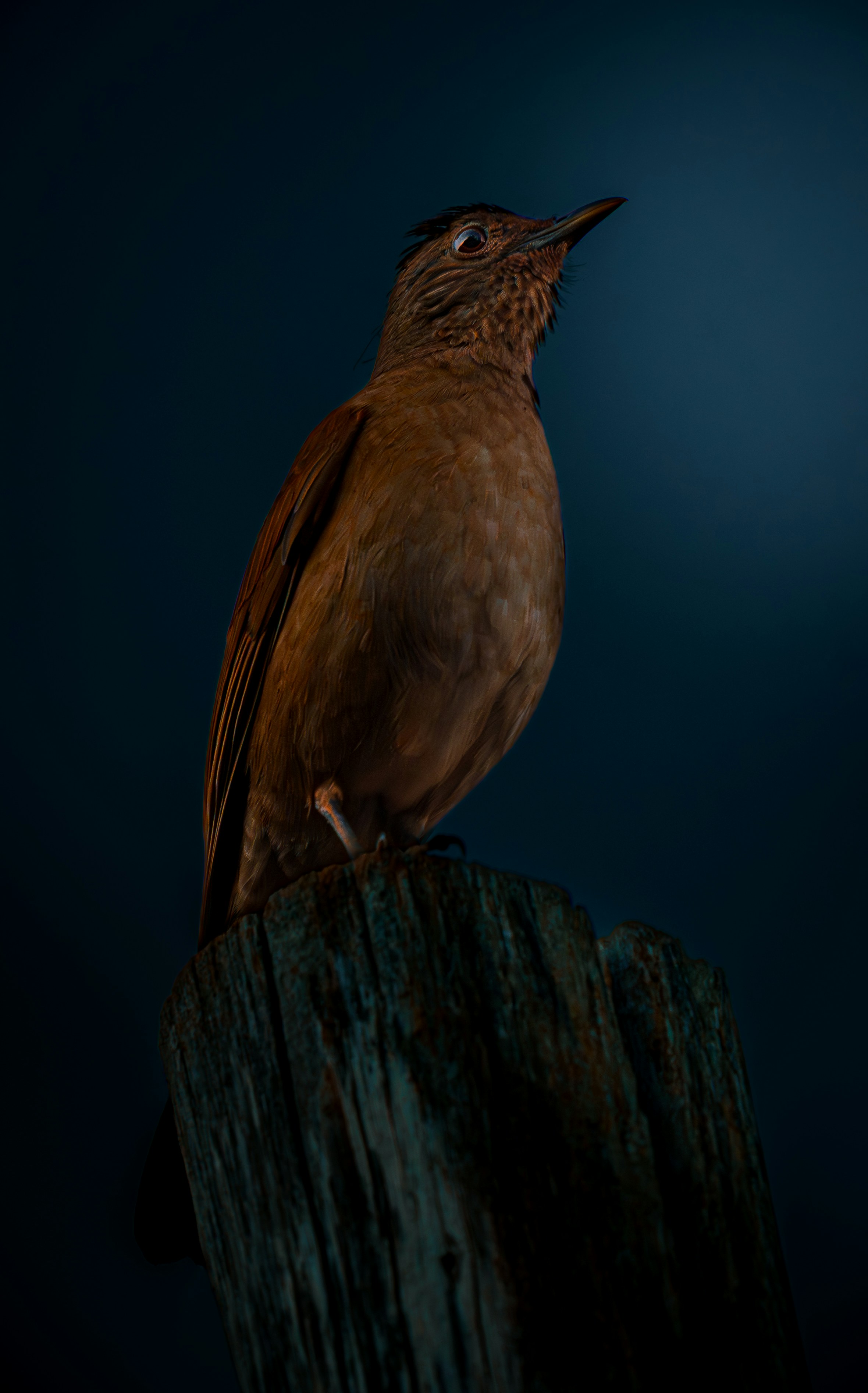 Ein brauner Vogel sitzt auf einem verwitterten Holzpfosten.