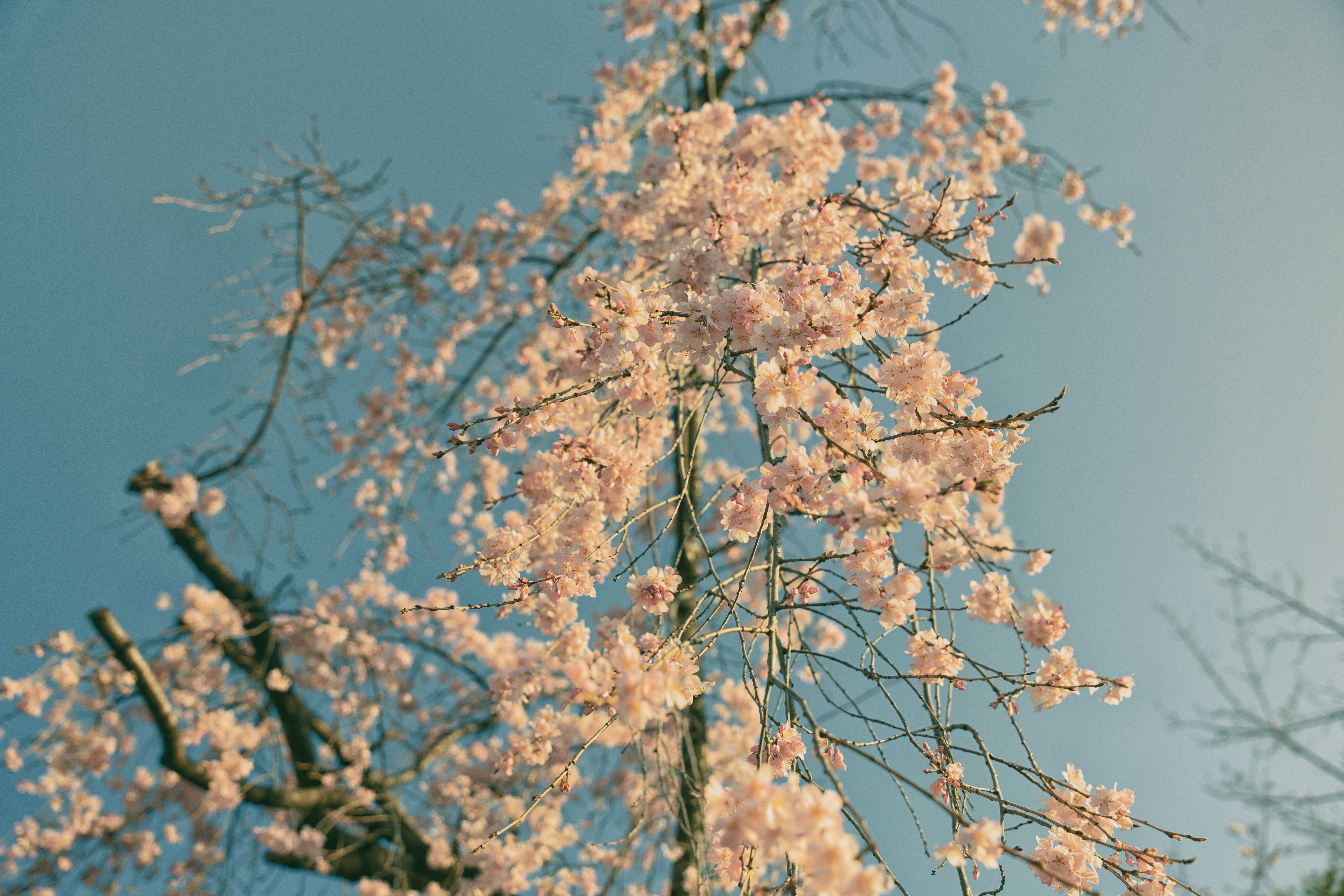 Delicate pink cherry blossoms bloom on a tree branch. photo – Free ...