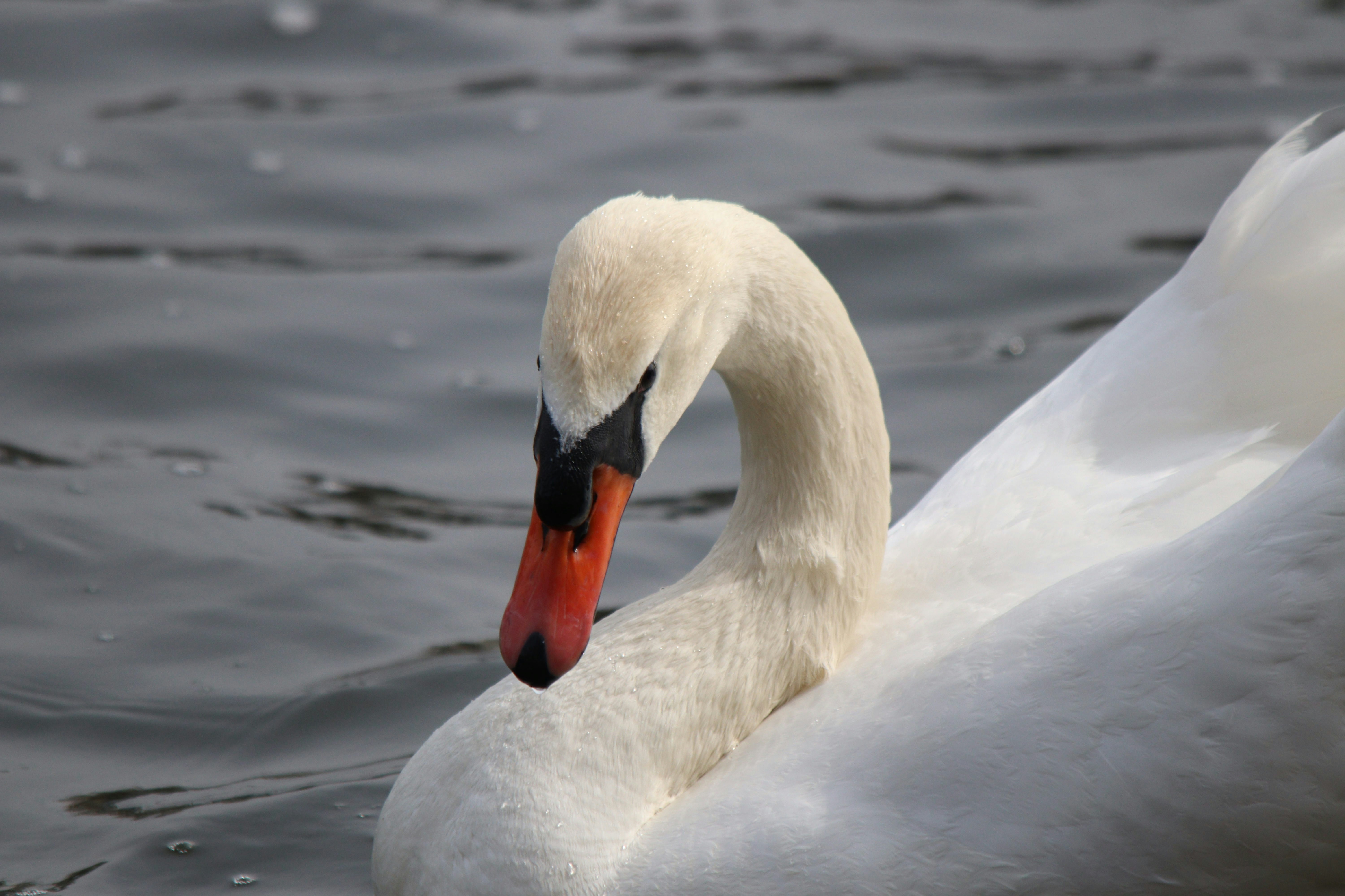 Photo by fotografialuivlad