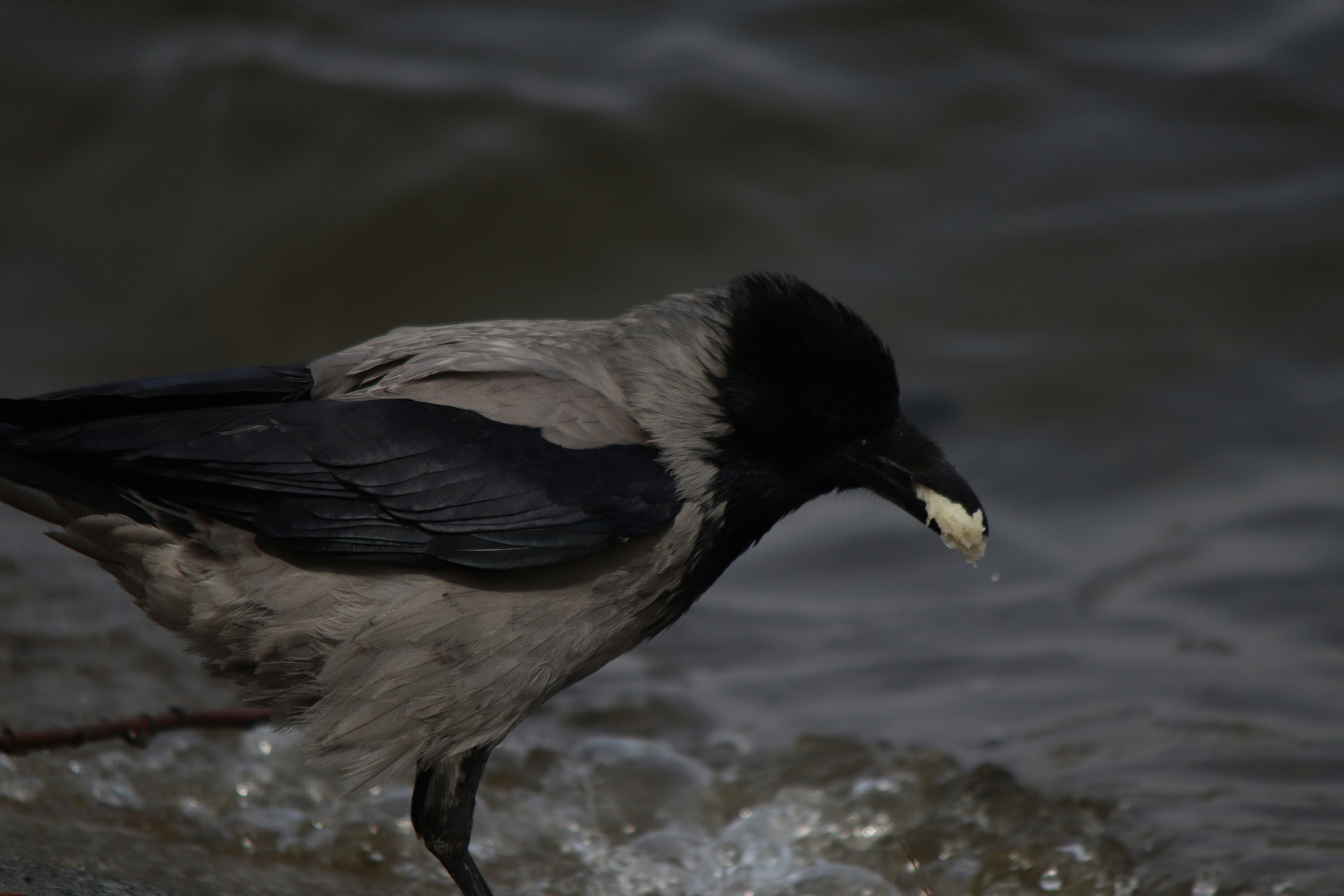 Photo by fotografialuivlad