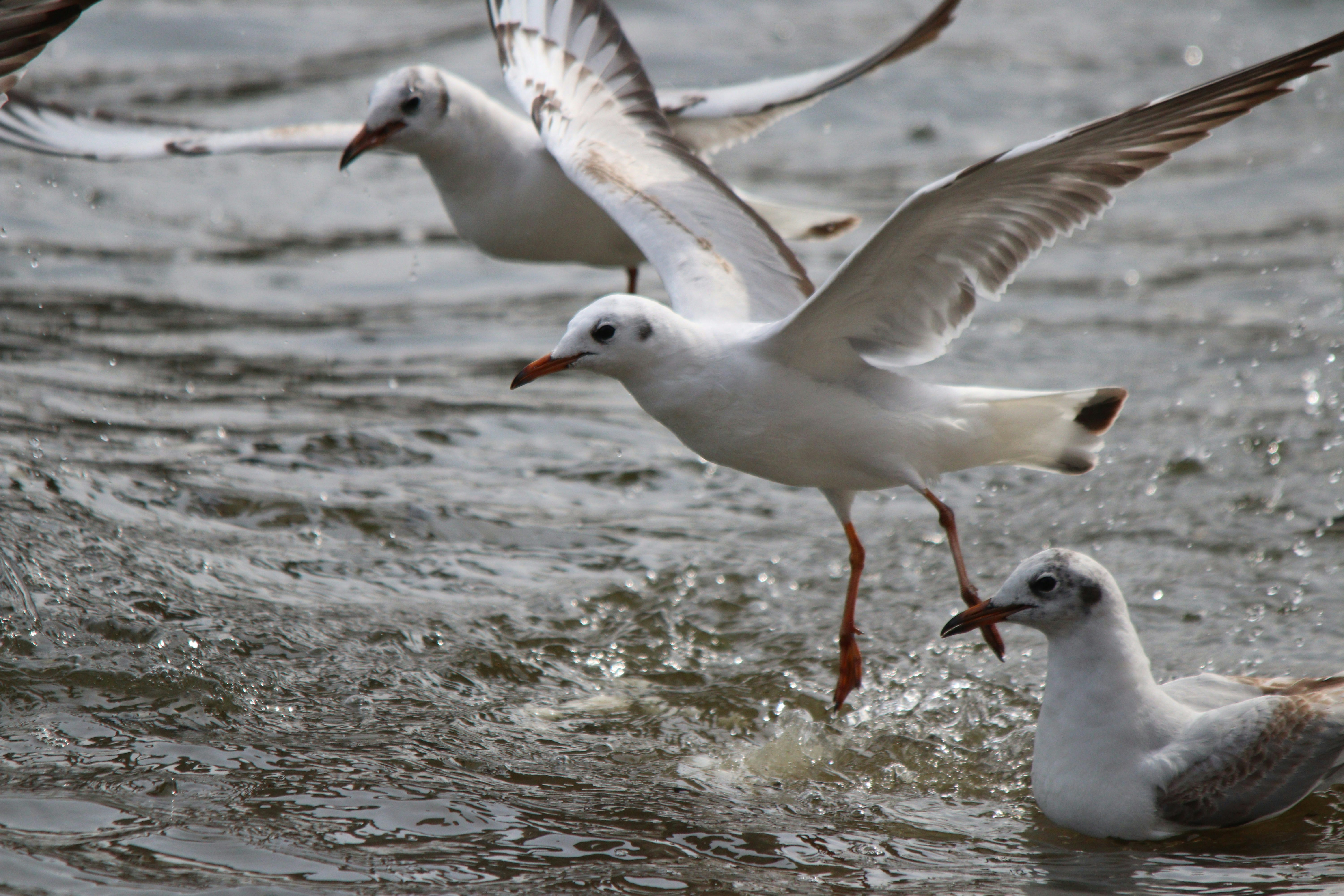 Photo by fotografialuivlad