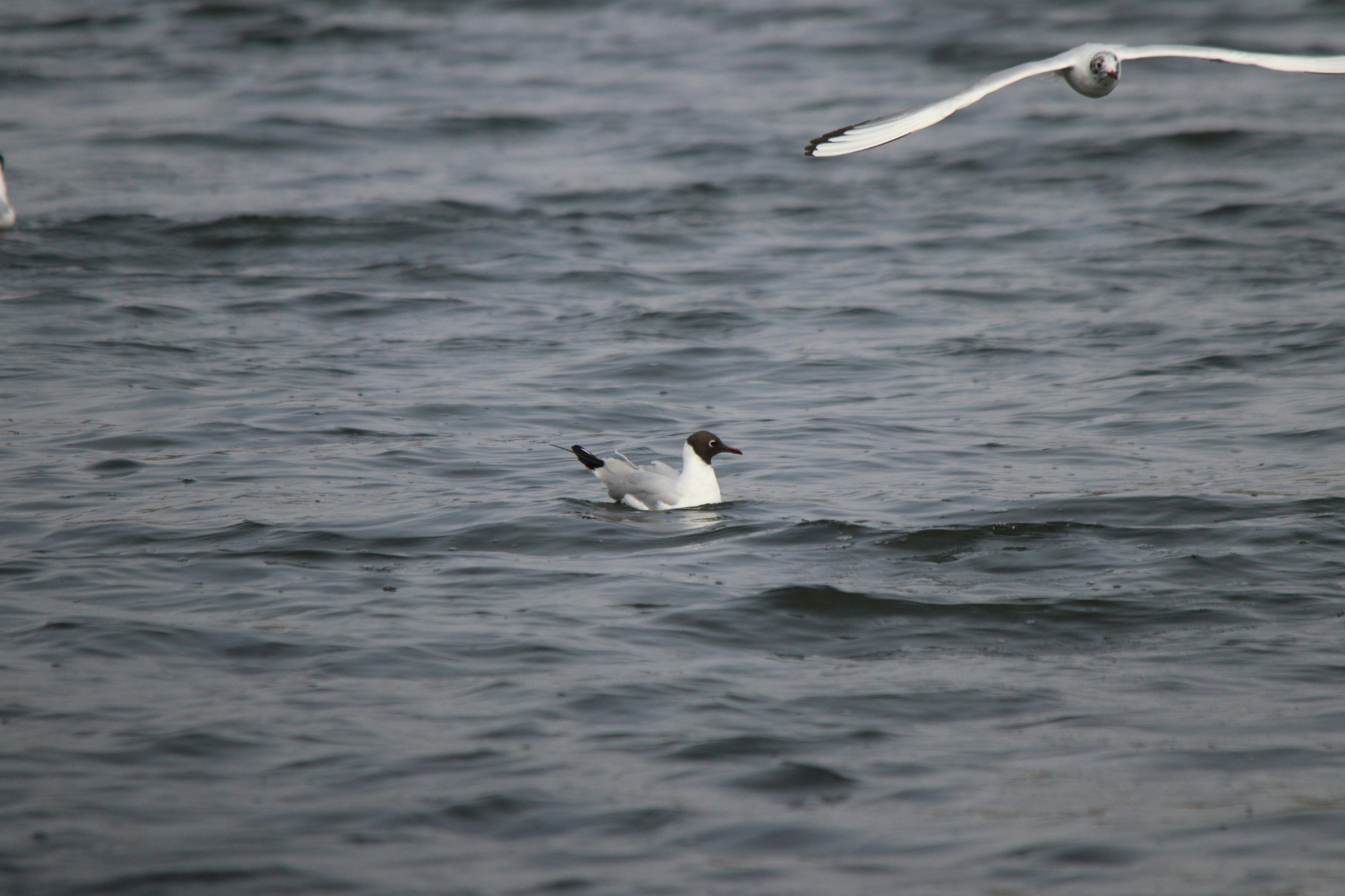 Photo by fotografialuivlad