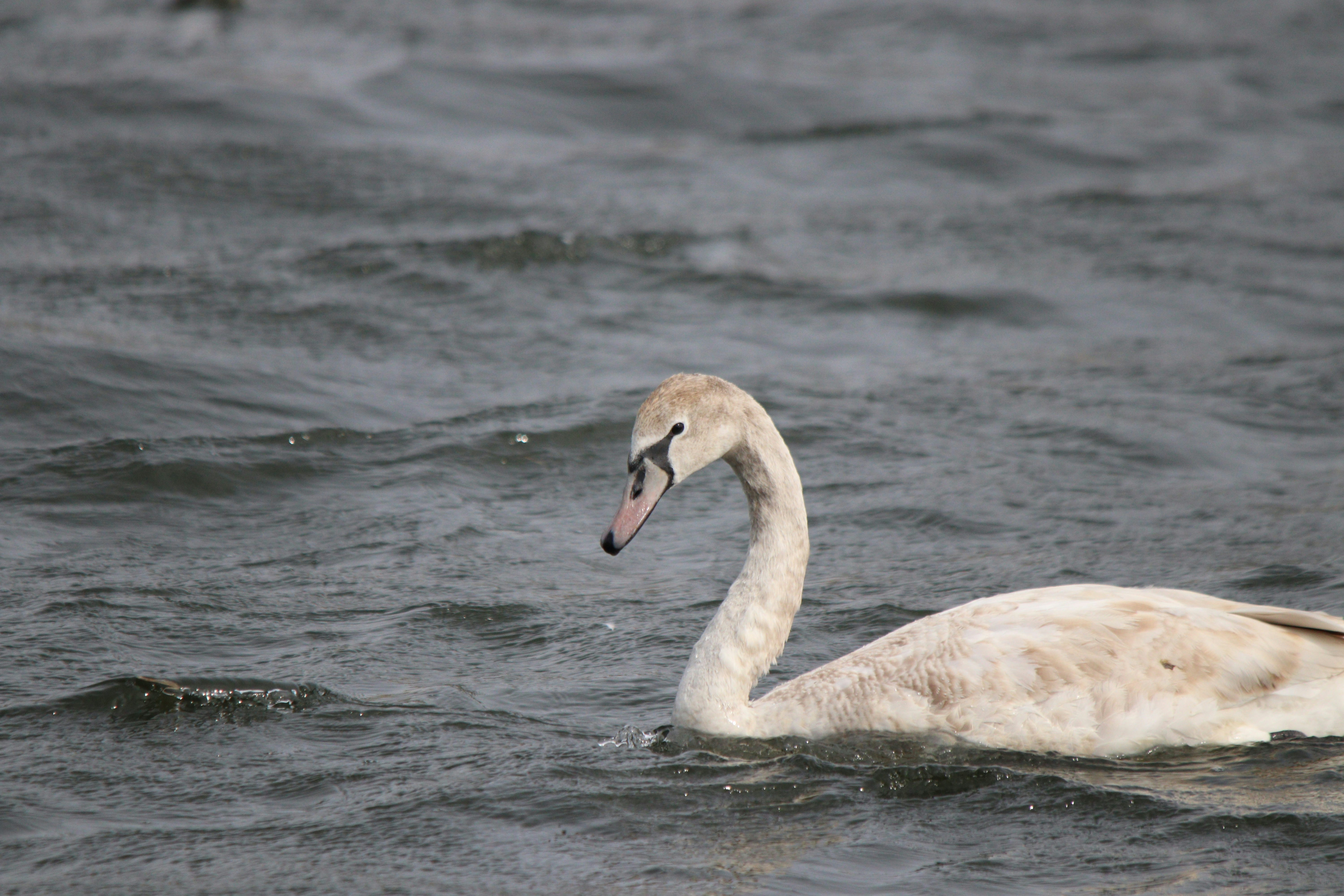 Photo by fotografialuivlad