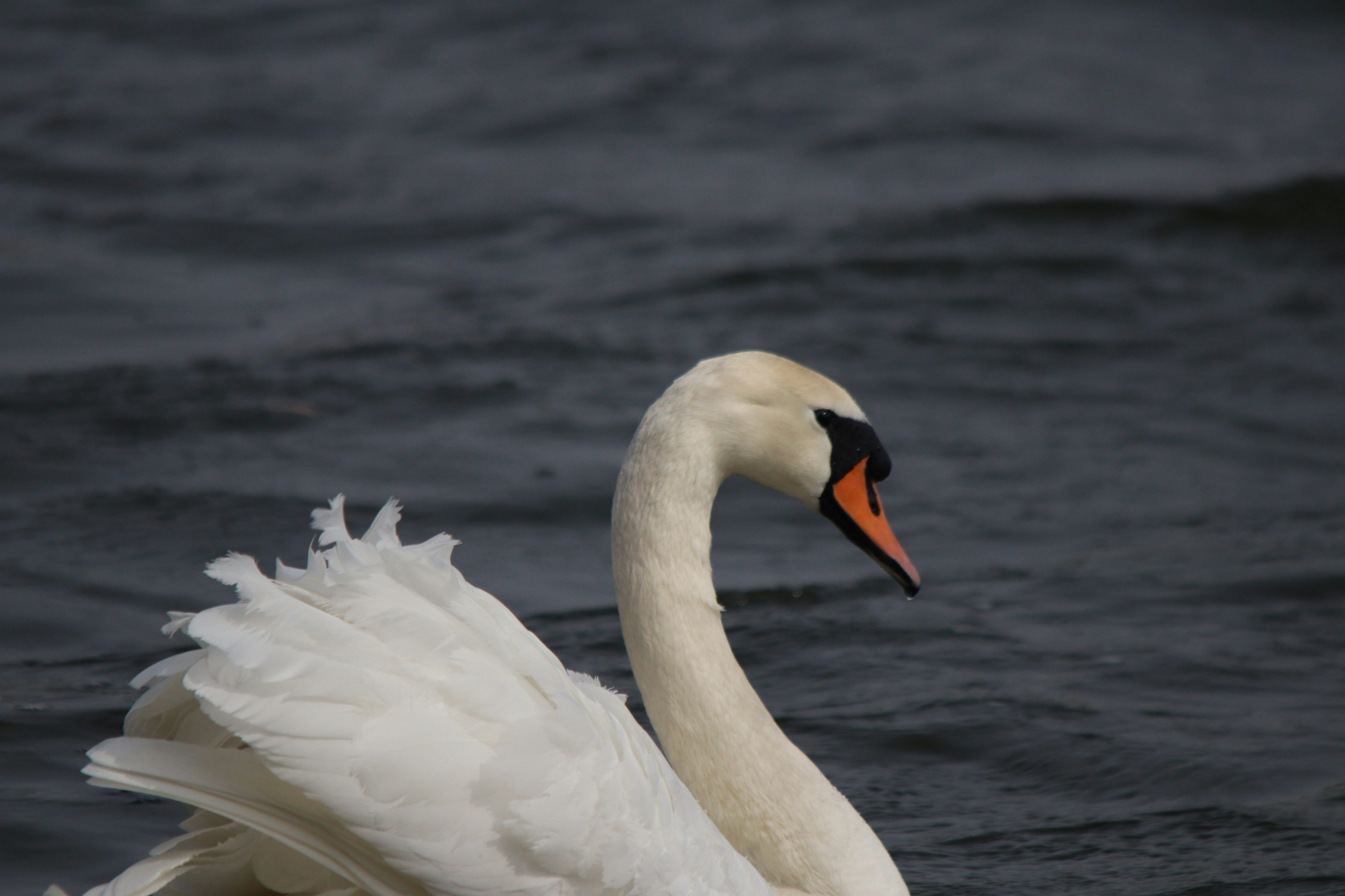 Photo by fotografialuivlad