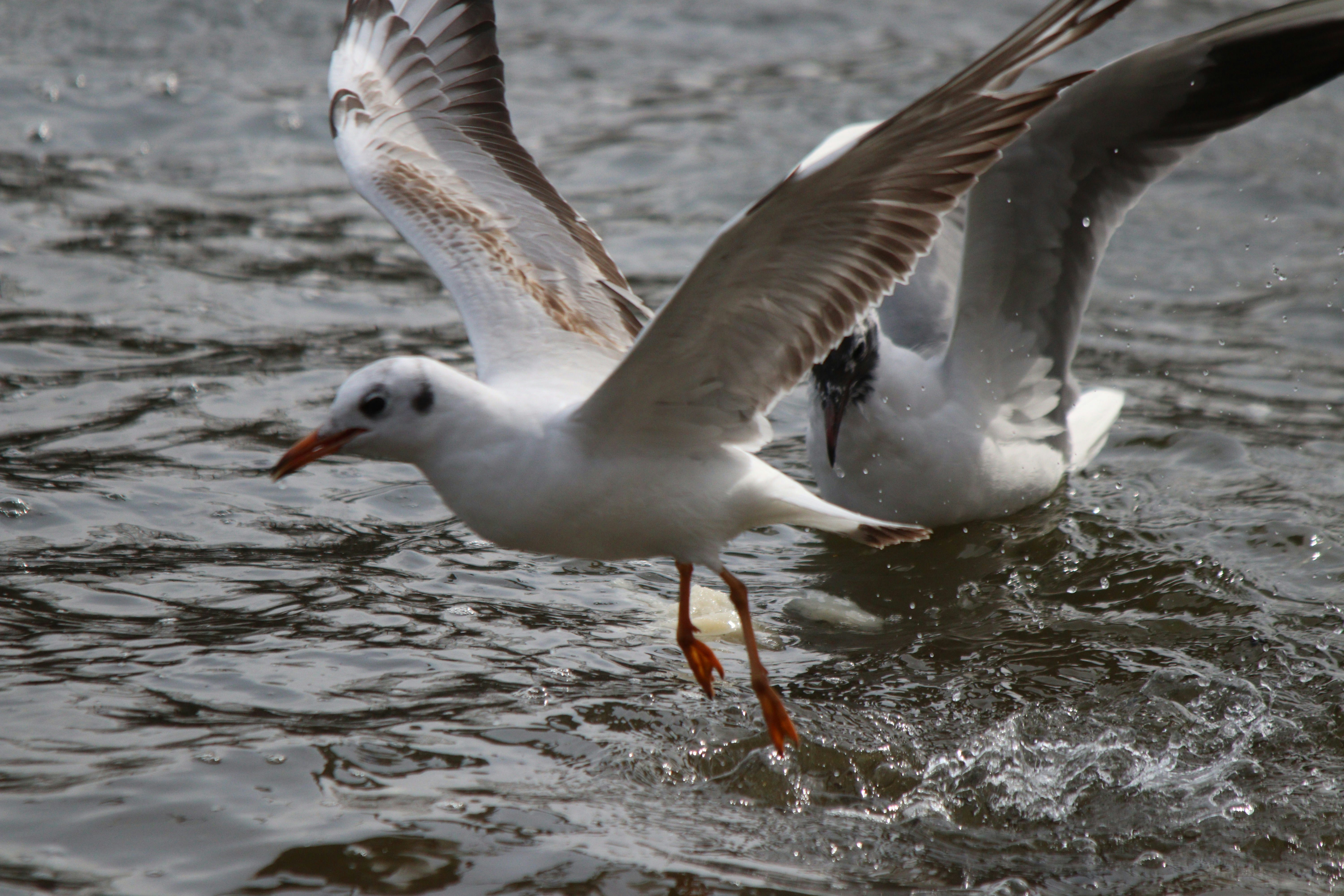 Photo by fotografialuivlad