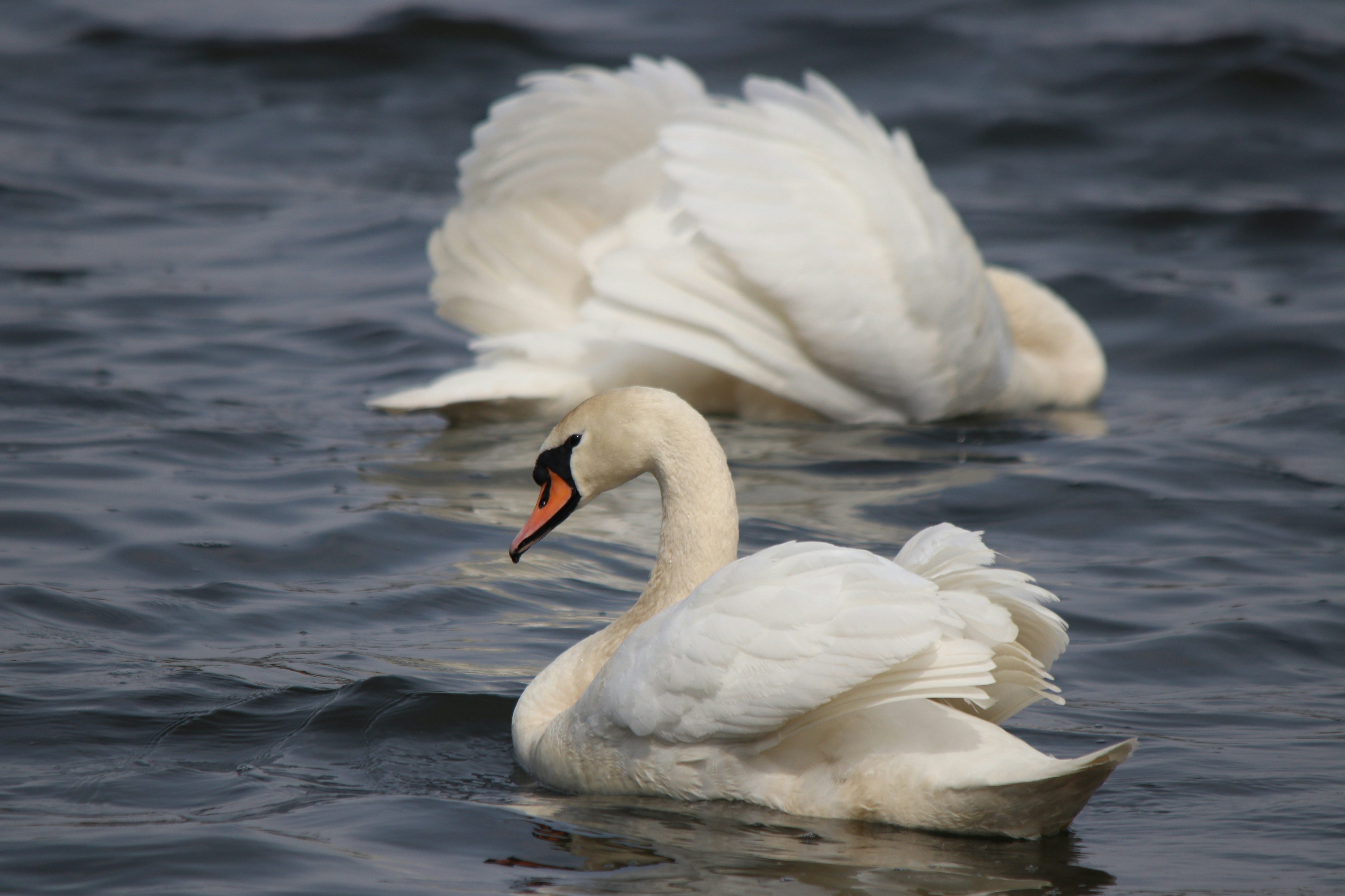 Photo by fotografialuivlad