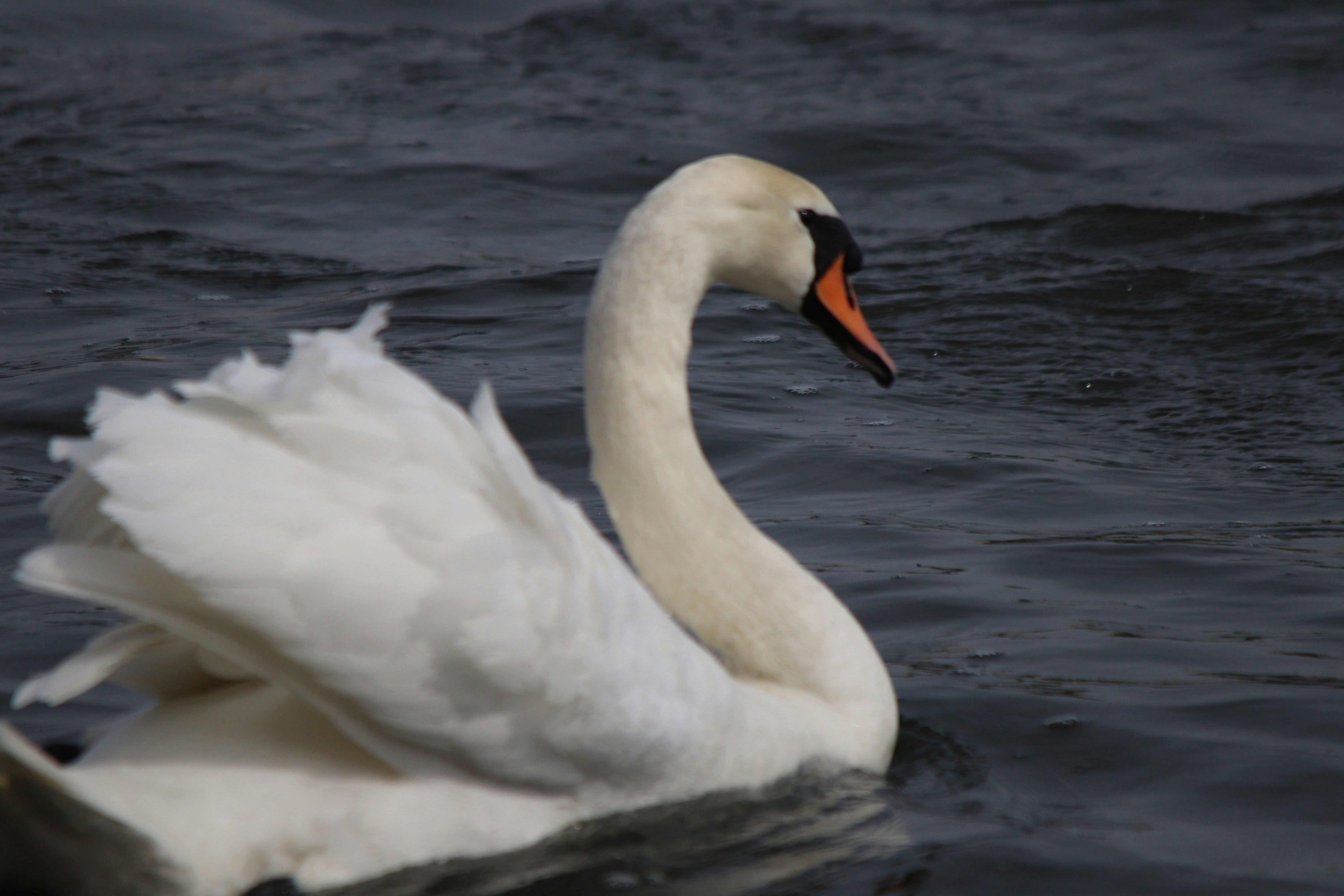 Photo by fotografialuivlad