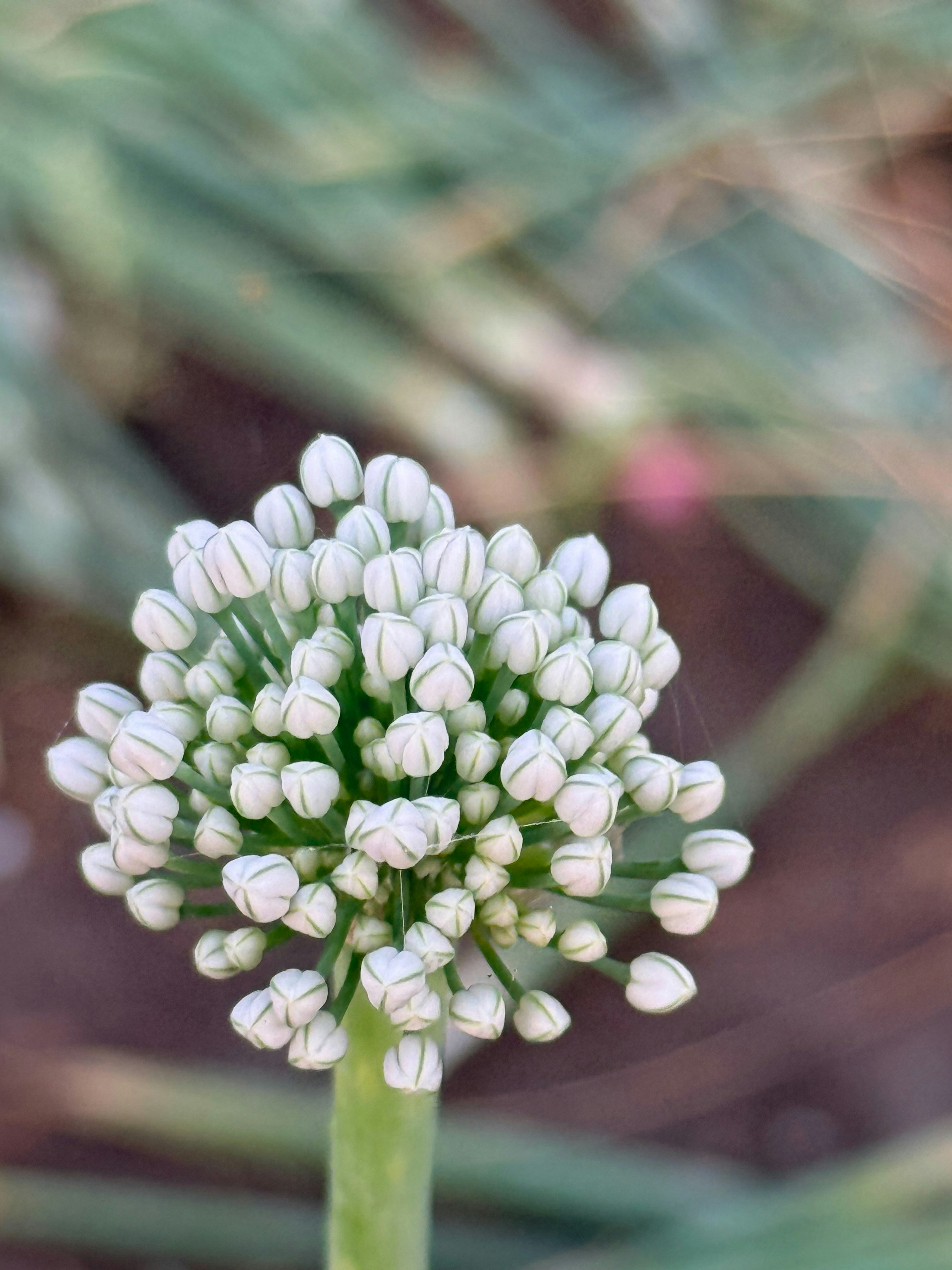 Close-up of a white onion flower bud