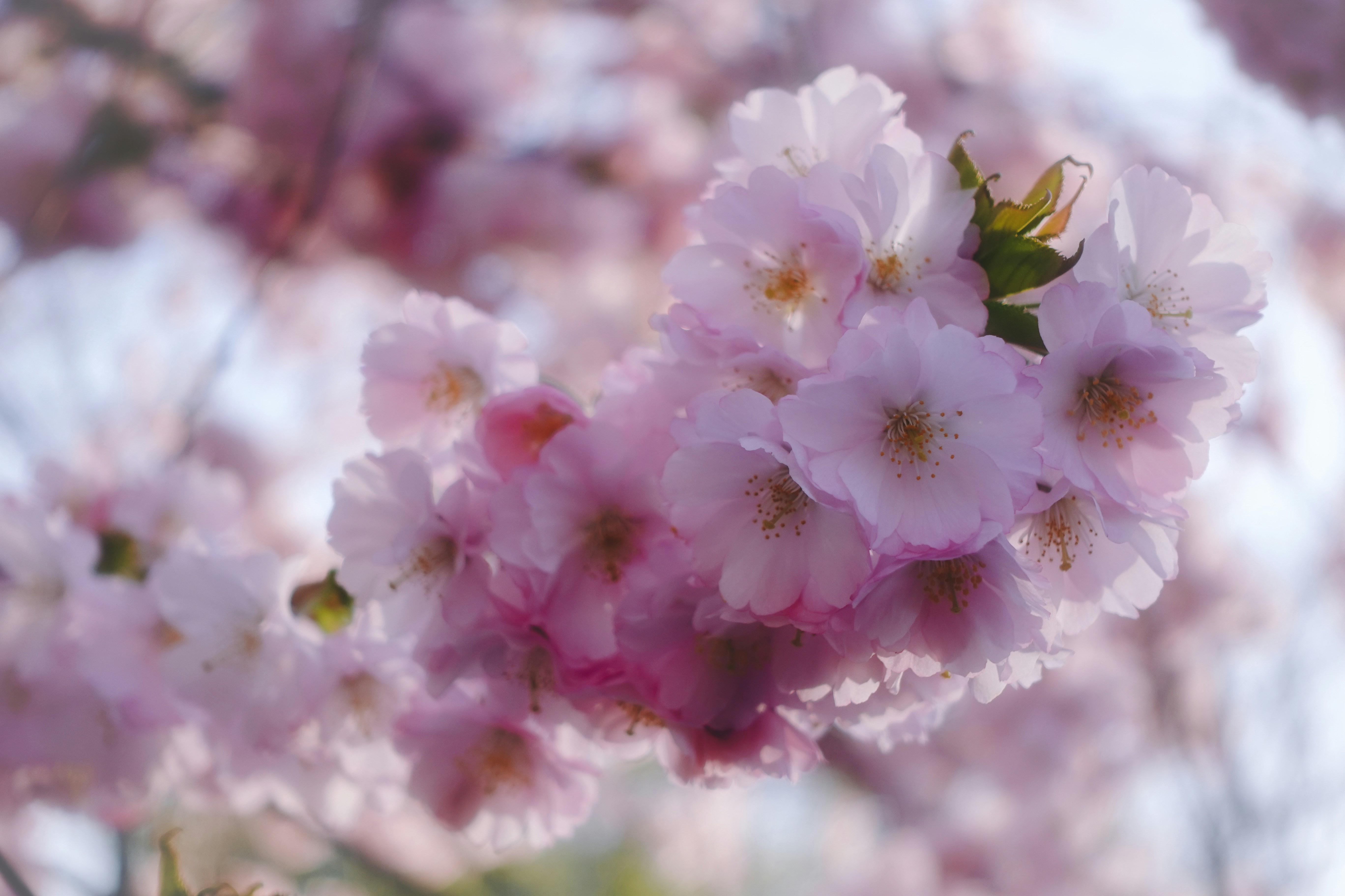 Close-up of delicate pink cherry blossoms on a branch.