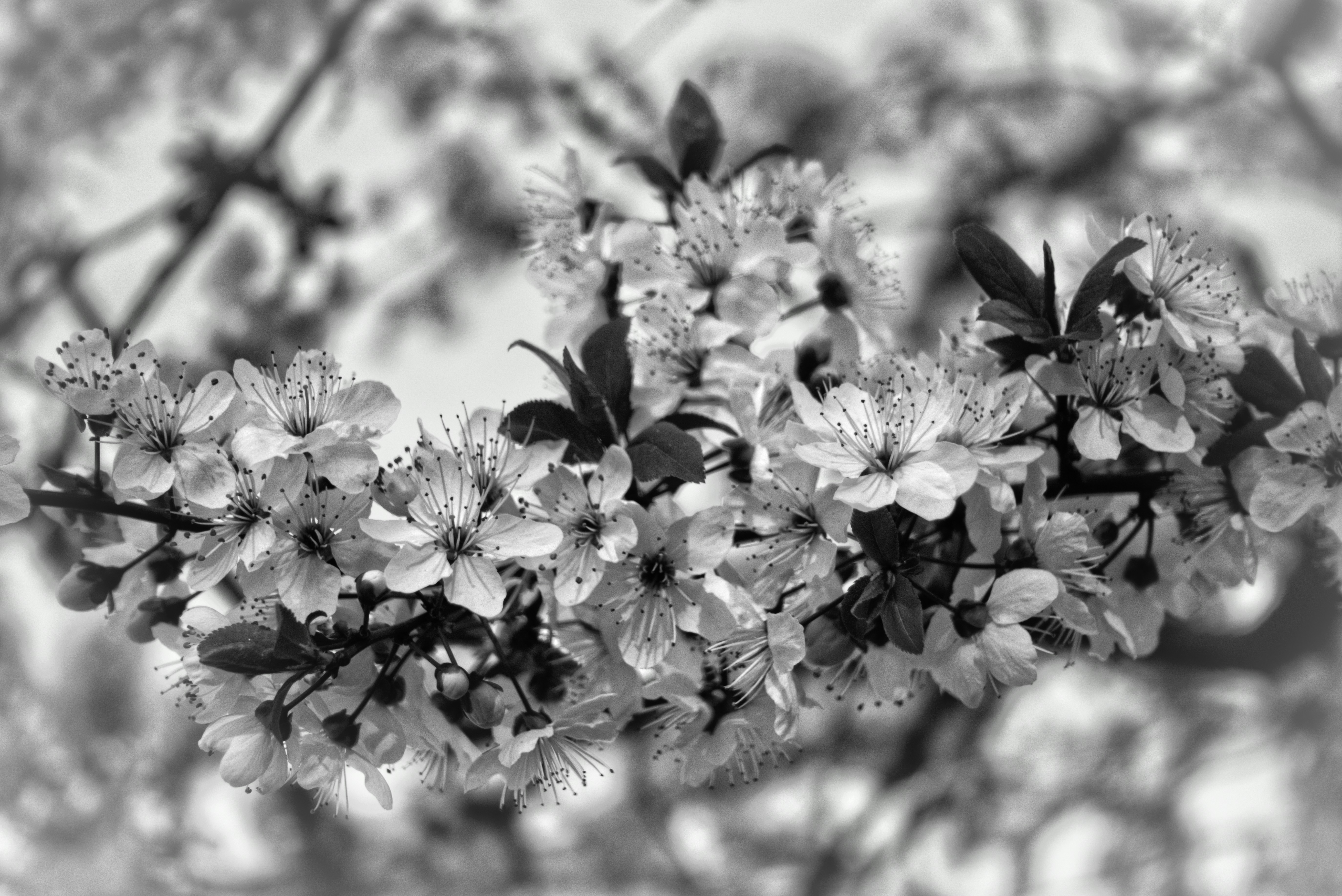A branch of blooming white flowers in black and white.