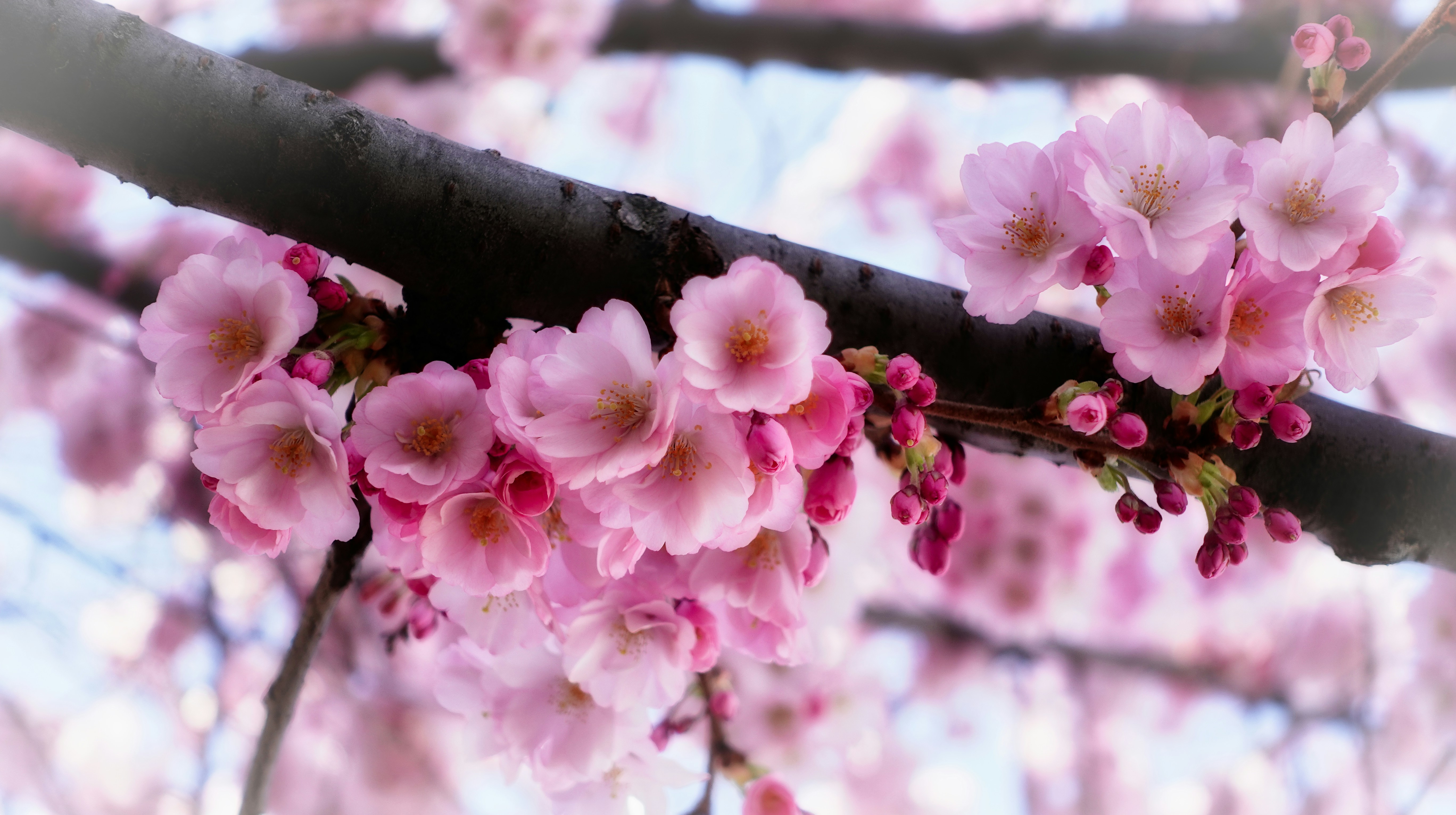 Pink cherry blossoms on a dark tree branch