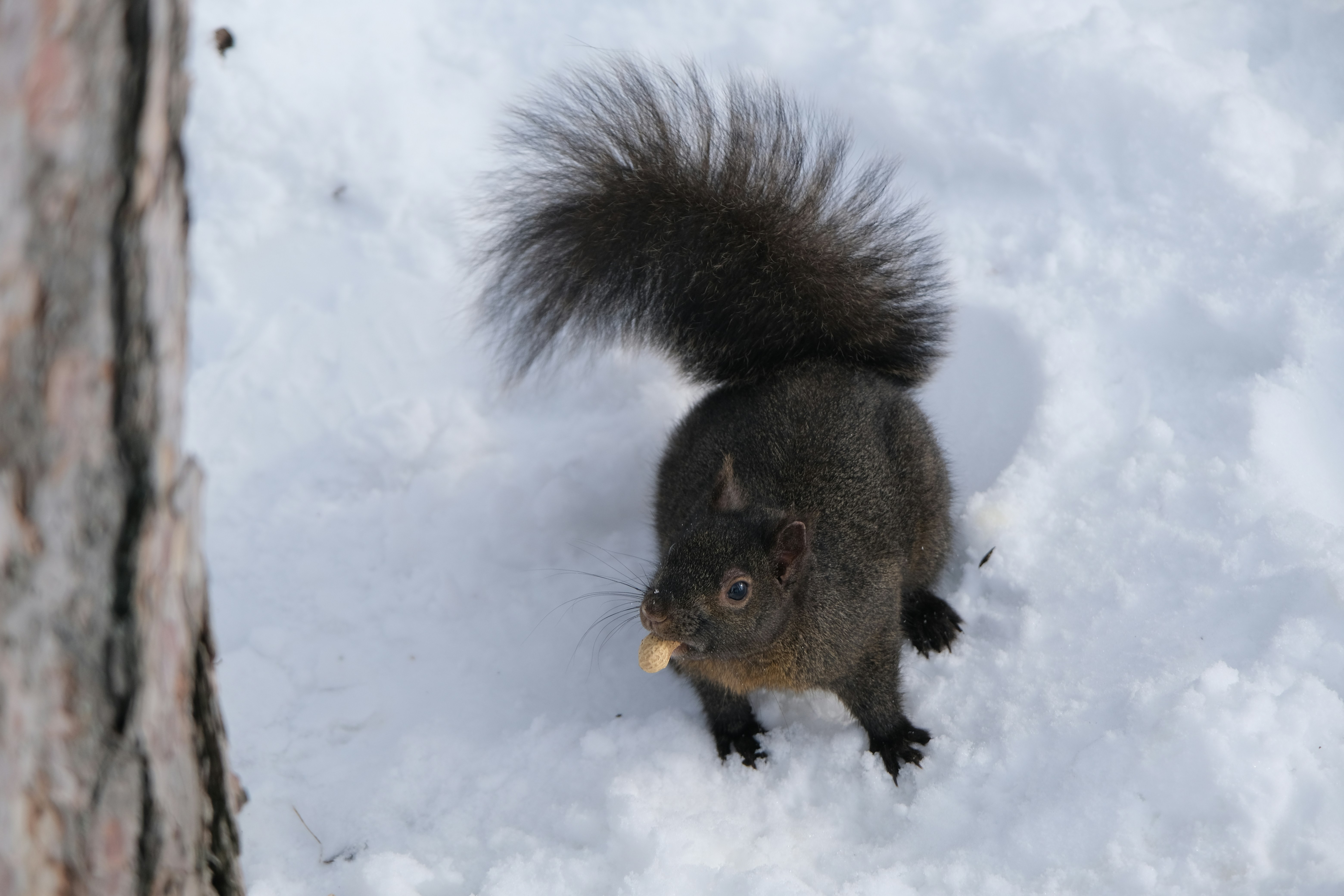 A dark squirrel stands in the snow eating food.