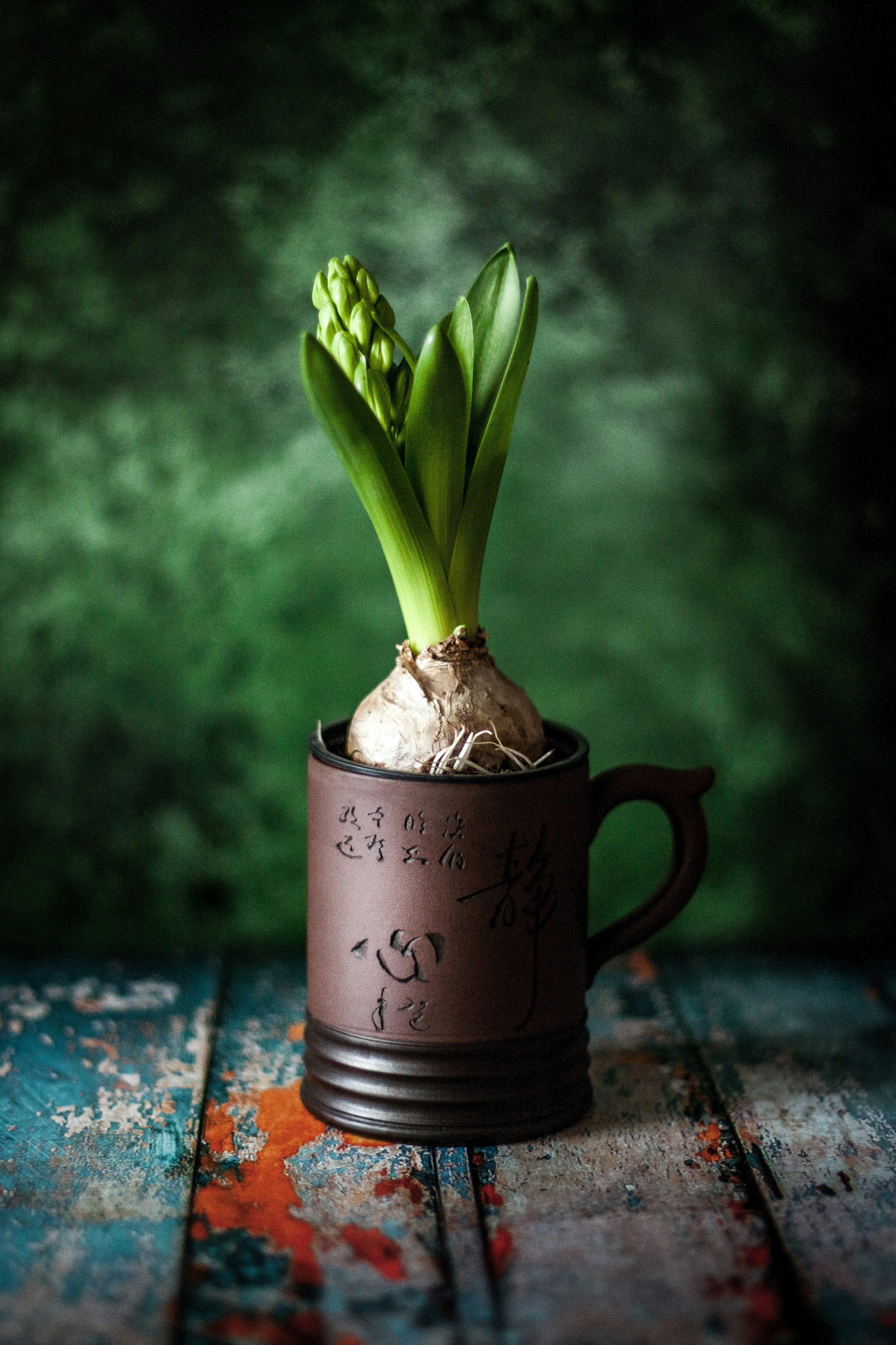 Una bombilla de jacinto en una taza decorativa.